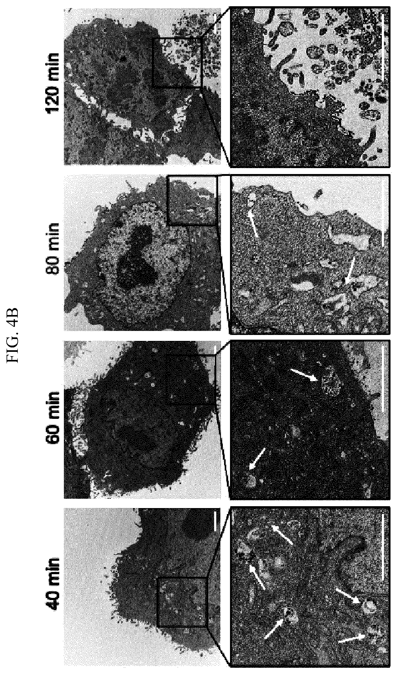 Patent US12613204 Figure 10 – Method for analyzing endosomal escape efficiency of drug delivery particles