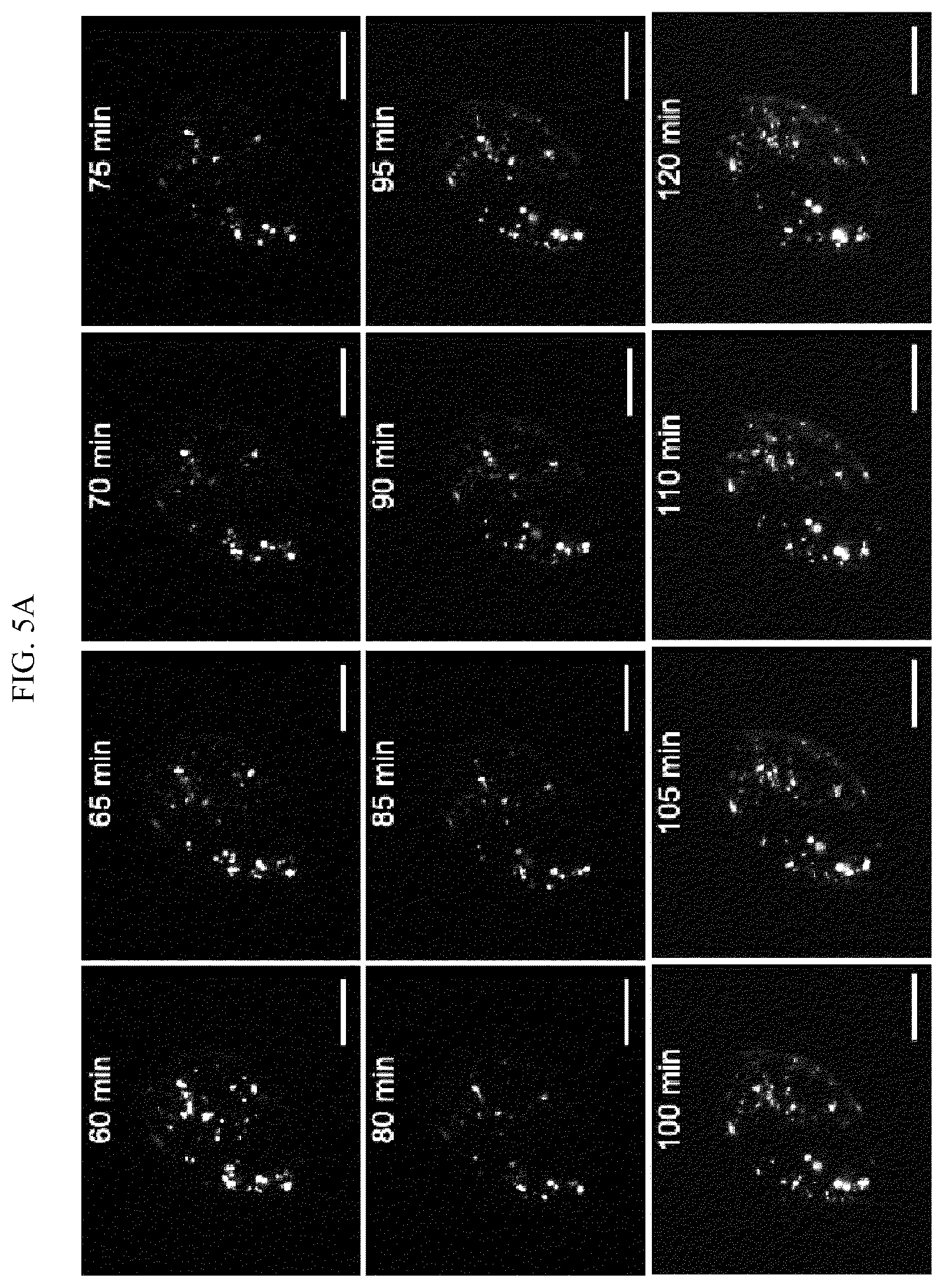 Patent US12613204 Figure 12 – Method for analyzing endosomal escape efficiency of drug delivery particles