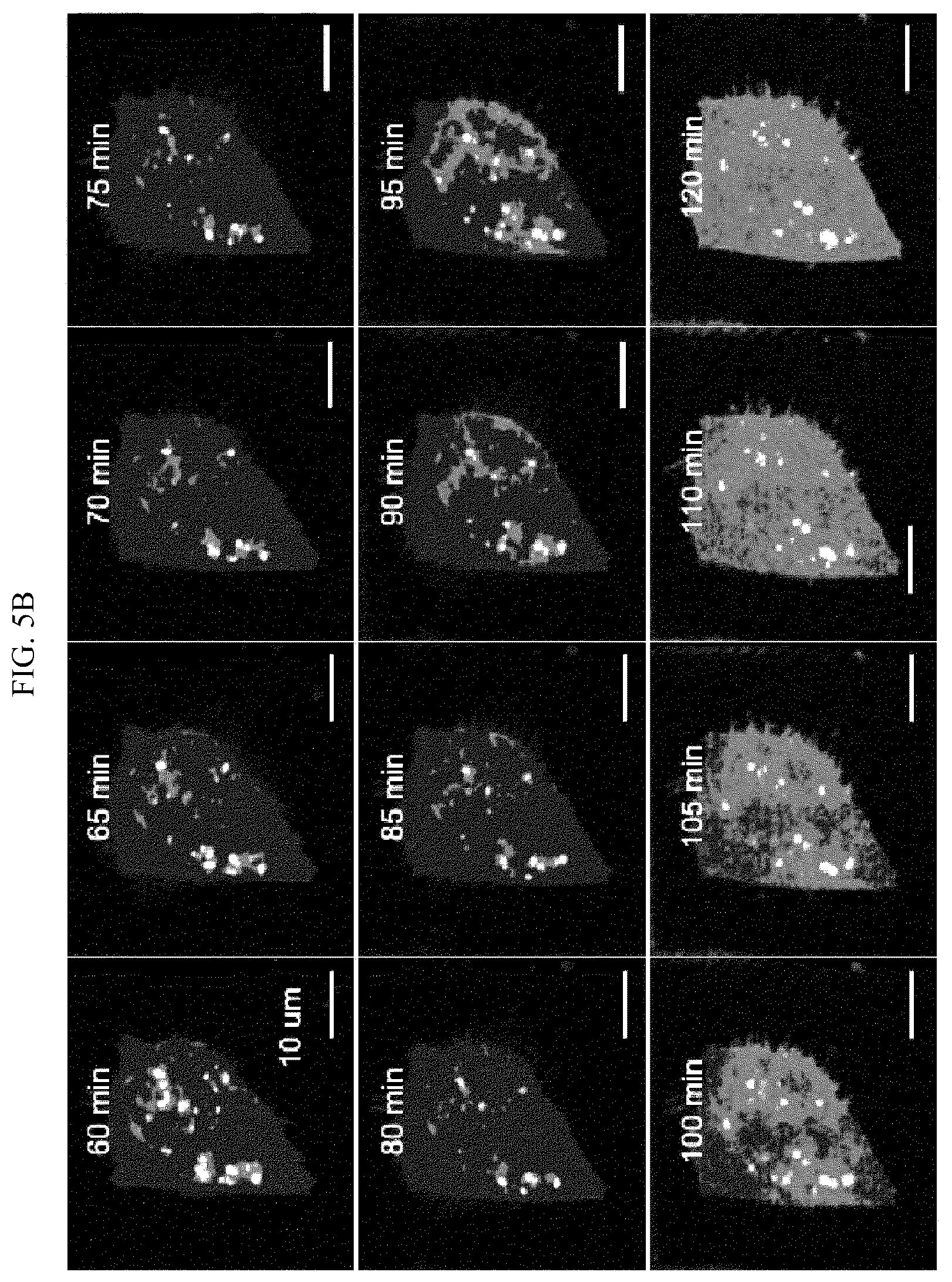 Patent US12613204 Figure 13 – Method for analyzing endosomal escape efficiency of drug delivery particles