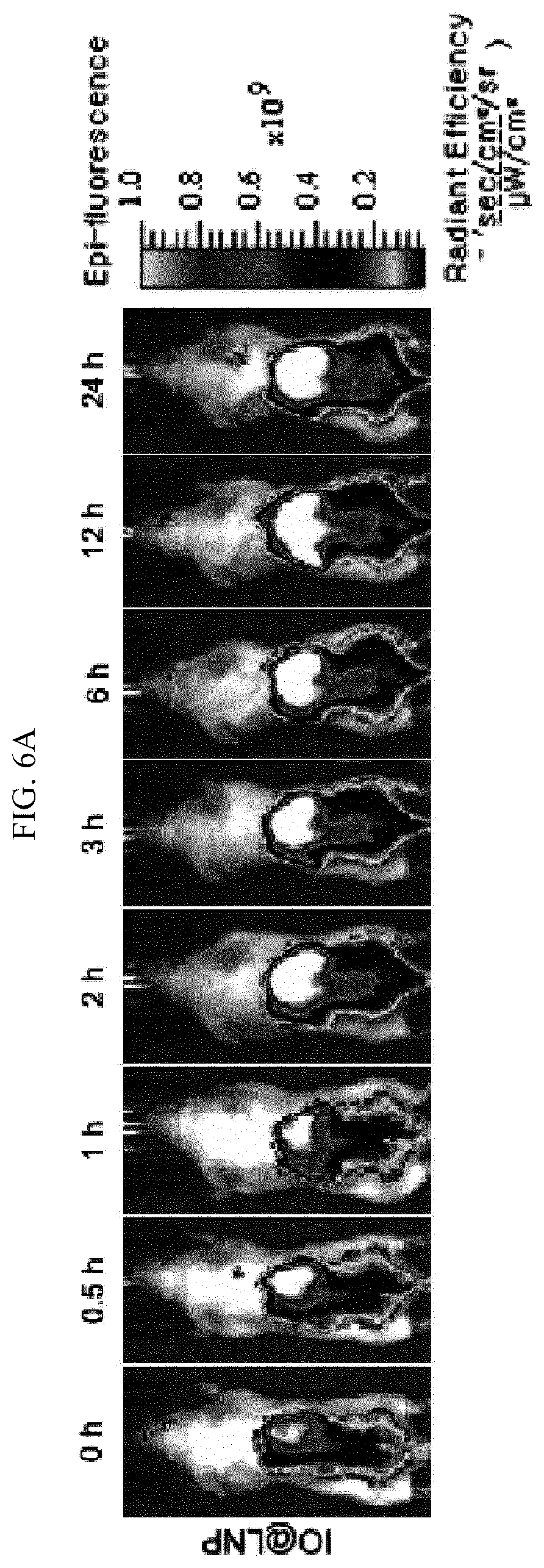 Patent US12613204 Figure 15 – Method for analyzing endosomal escape efficiency of drug delivery particles