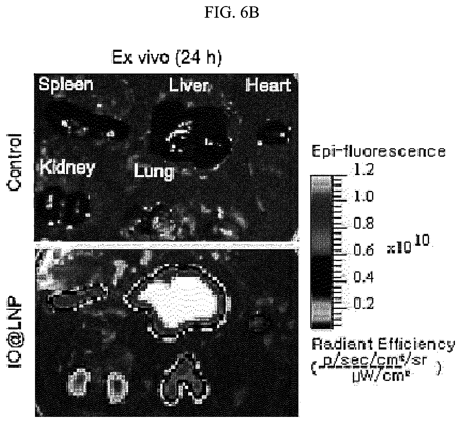 Patent US12613204 Figure 16 – Method for analyzing endosomal escape efficiency of drug delivery particles