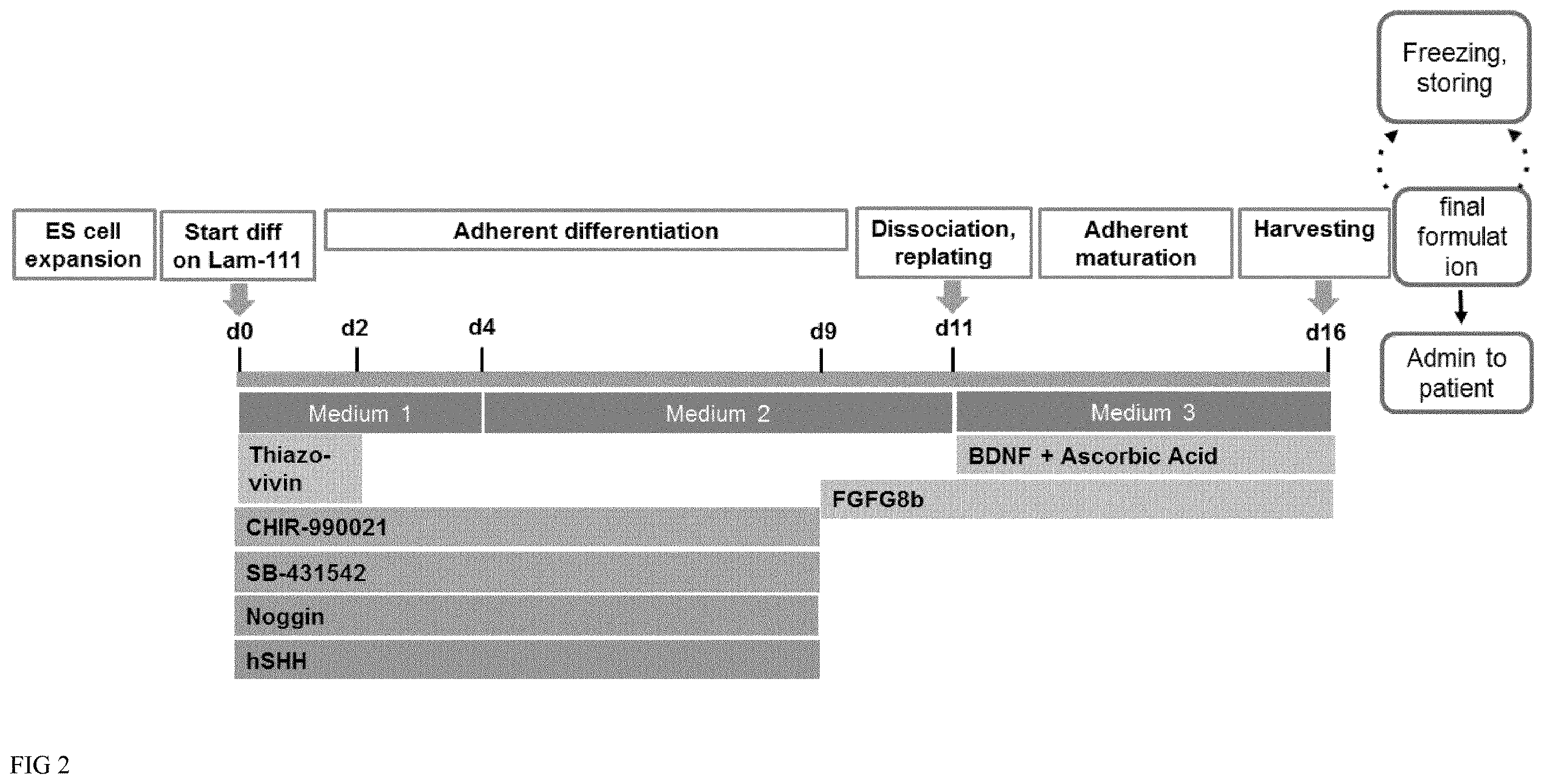 Patent US12613235 Figure 2 – Method and kit for characterizing dopaminergic progenitor cells obtained by differentiating pluripotent stem cells