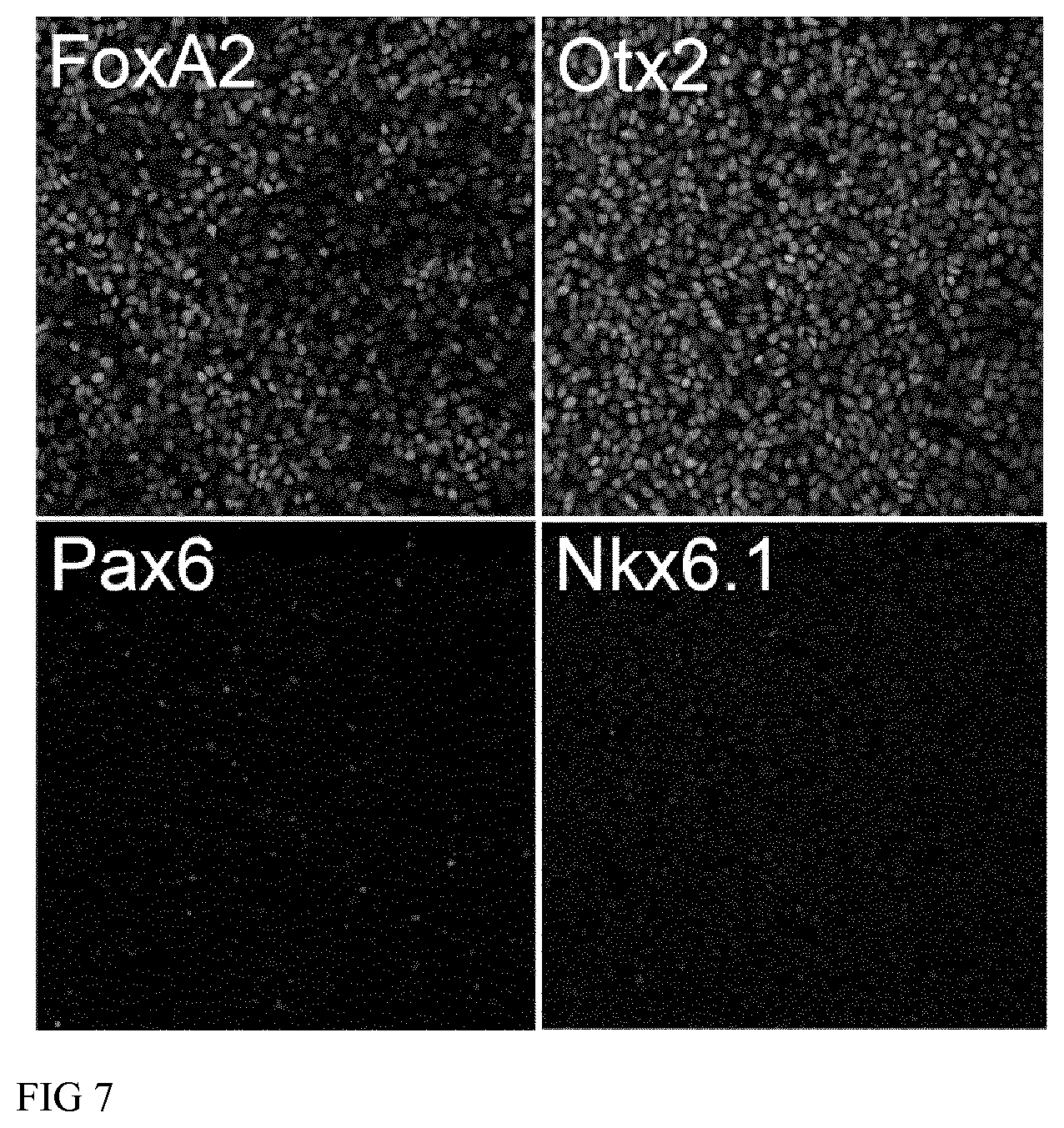 Patent US12613235 Figure 7 – Method and kit for characterizing dopaminergic progenitor cells obtained by differentiating pluripotent stem cells