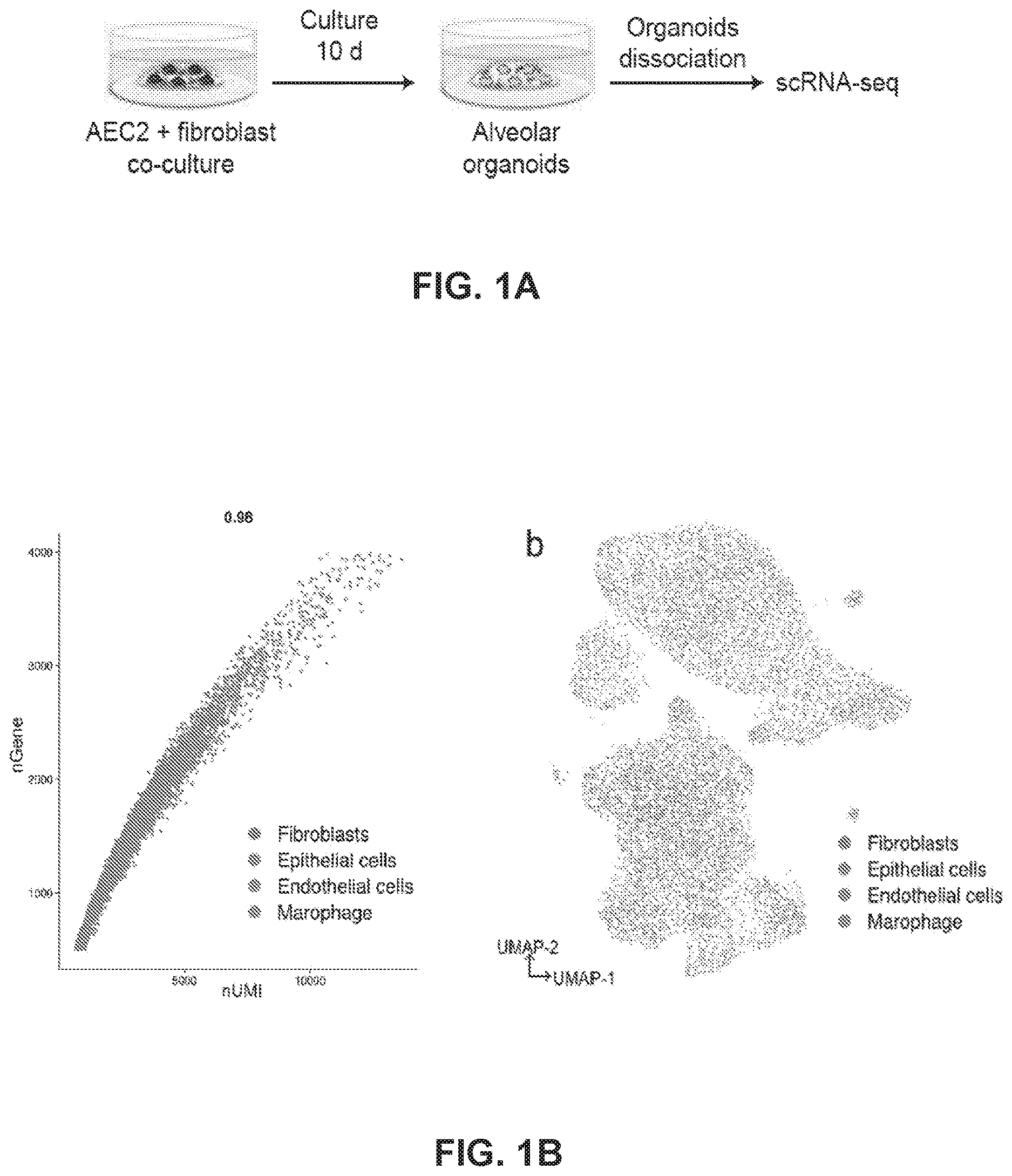 Patent US12613236 Figure 1 – Lung fibrosis model and methods of using the same