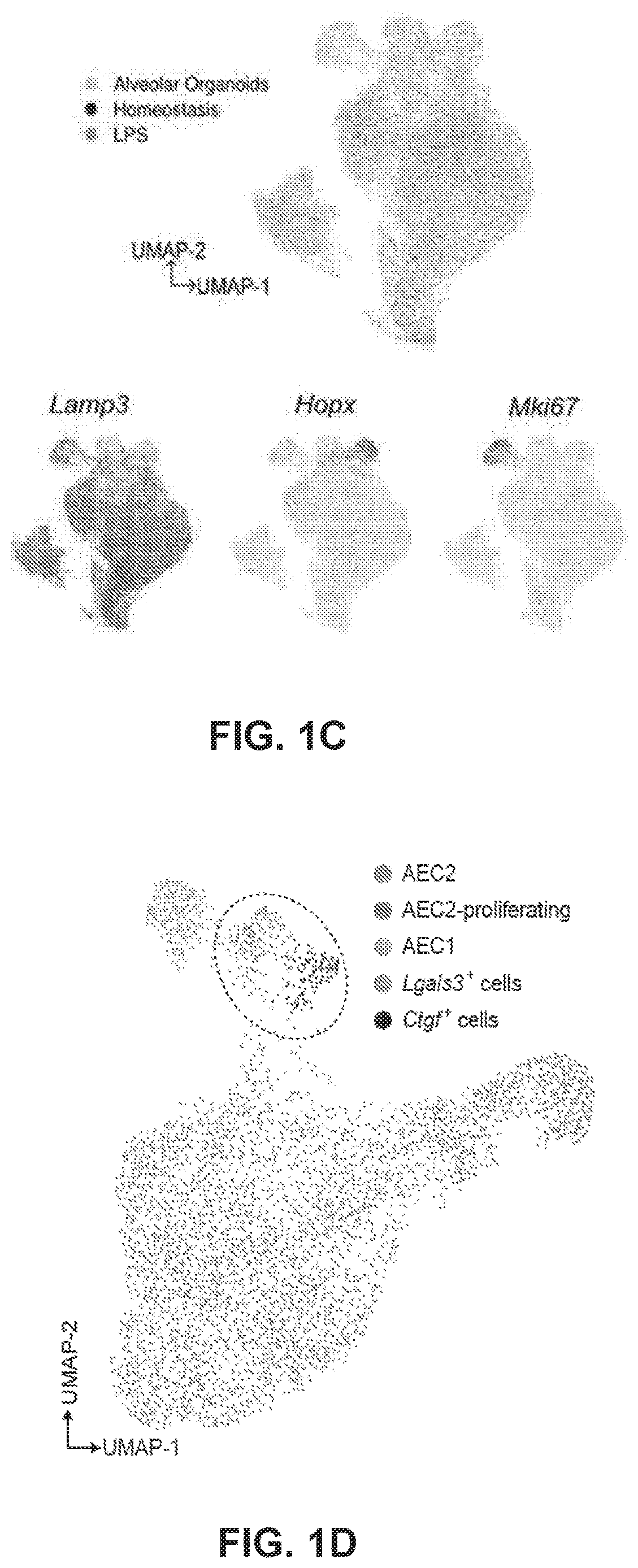 Patent US12613236 Figure 2 – Lung fibrosis model and methods of using the same