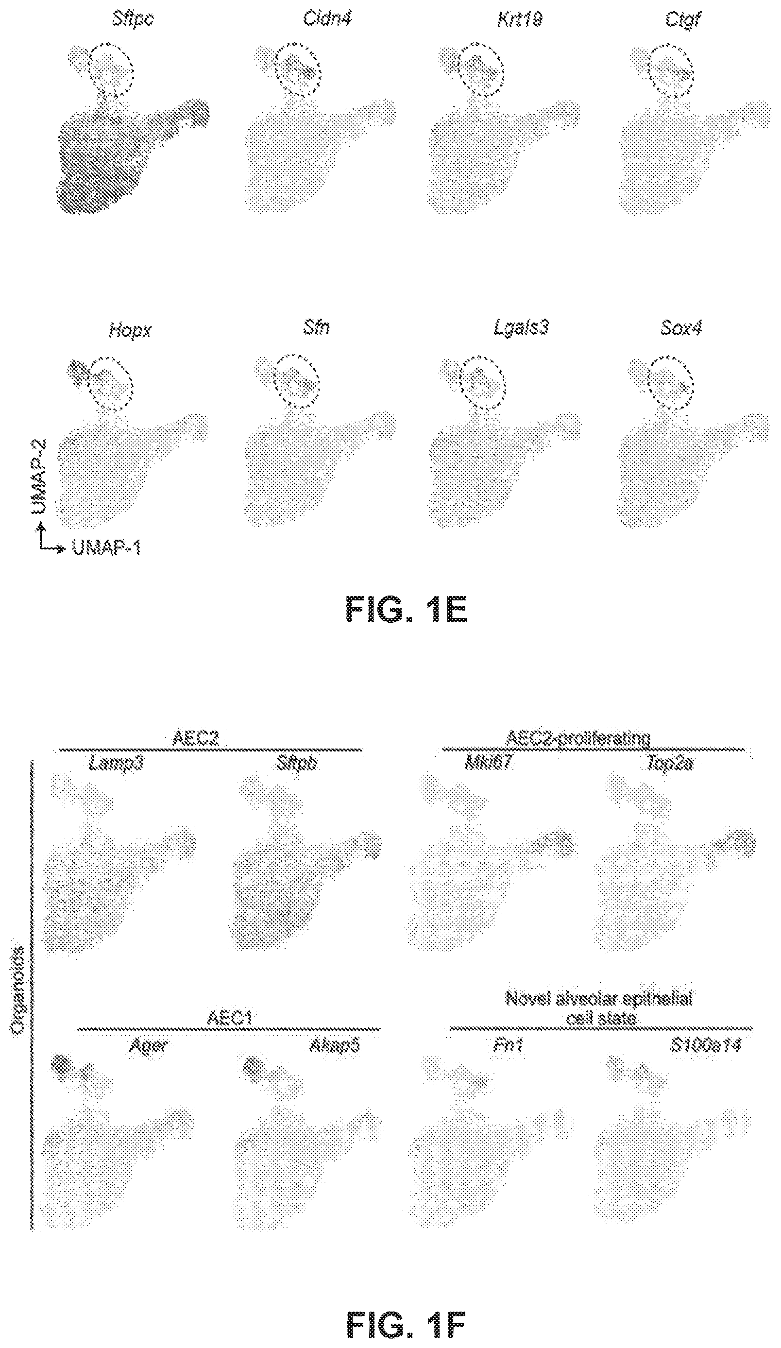 Patent US12613236 Figure 3 – Lung fibrosis model and methods of using the same