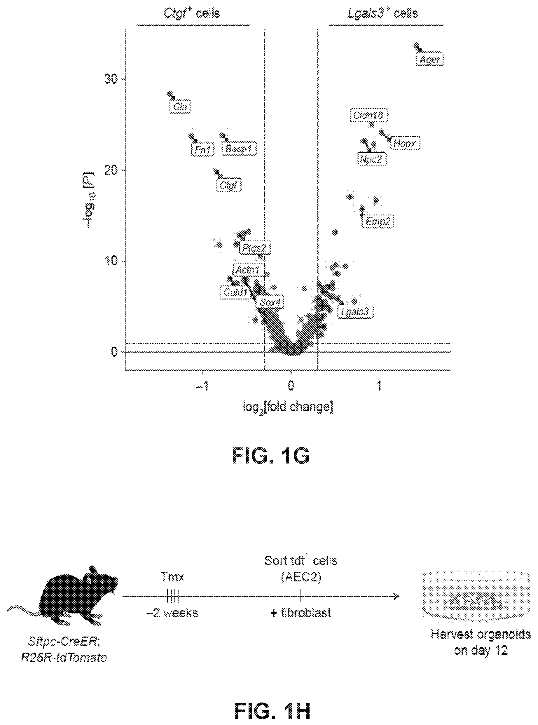 Patent US12613236 Figure 4 – Lung fibrosis model and methods of using the same