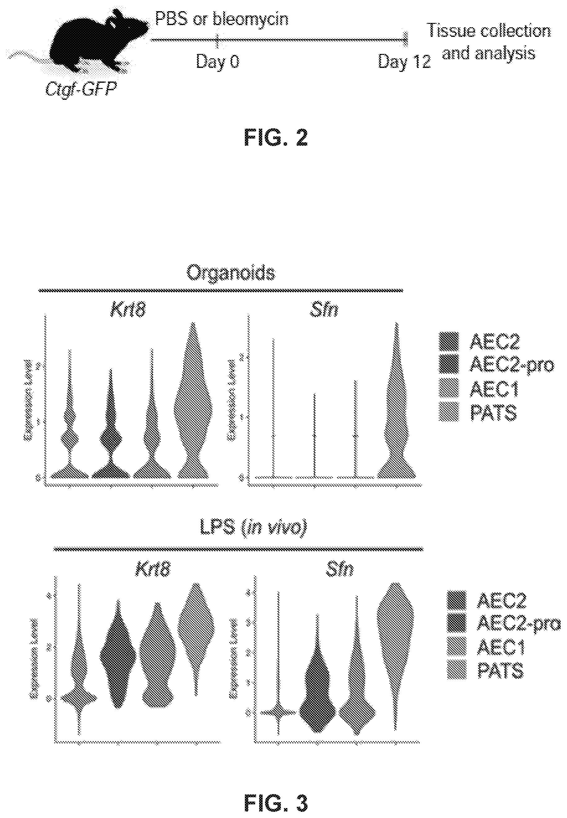 Patent US12613236 Figure 5 – Lung fibrosis model and methods of using the same