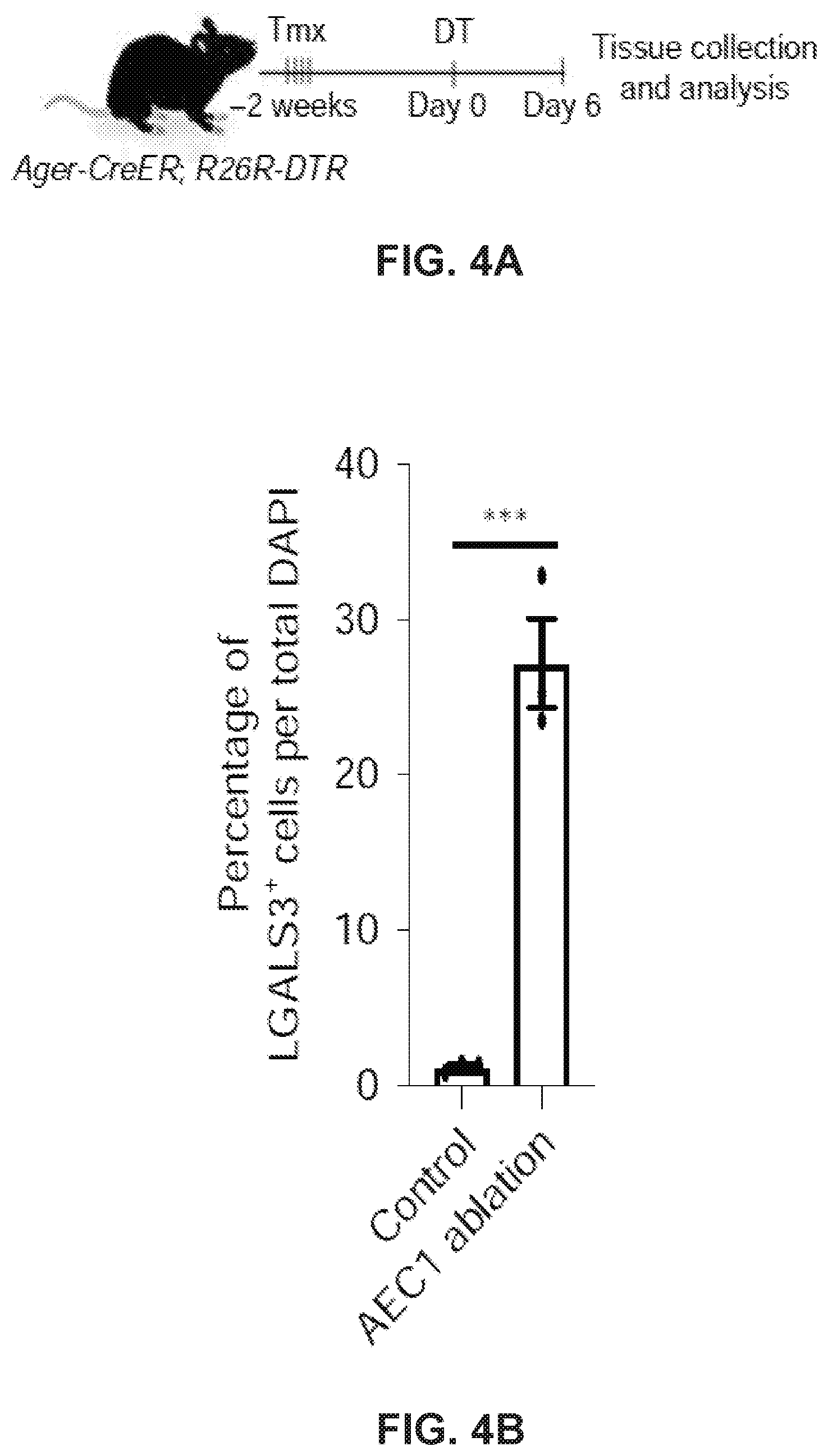 Patent US12613236 Figure 6 – Lung fibrosis model and methods of using the same