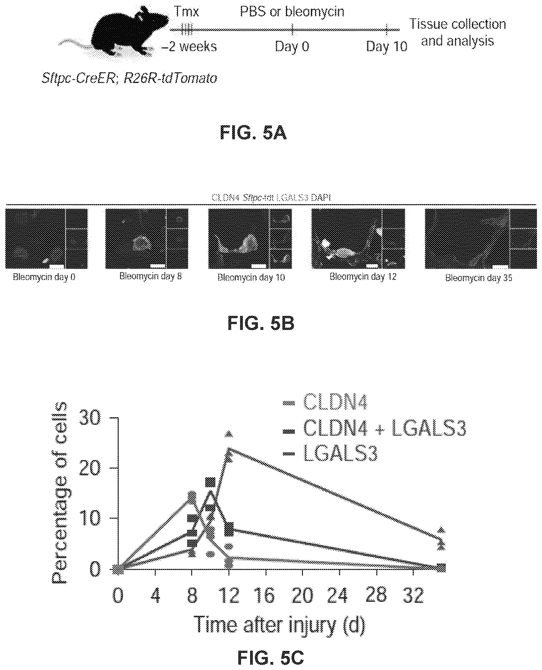 Patent US12613236 Figure 7 – Lung fibrosis model and methods of using the same
