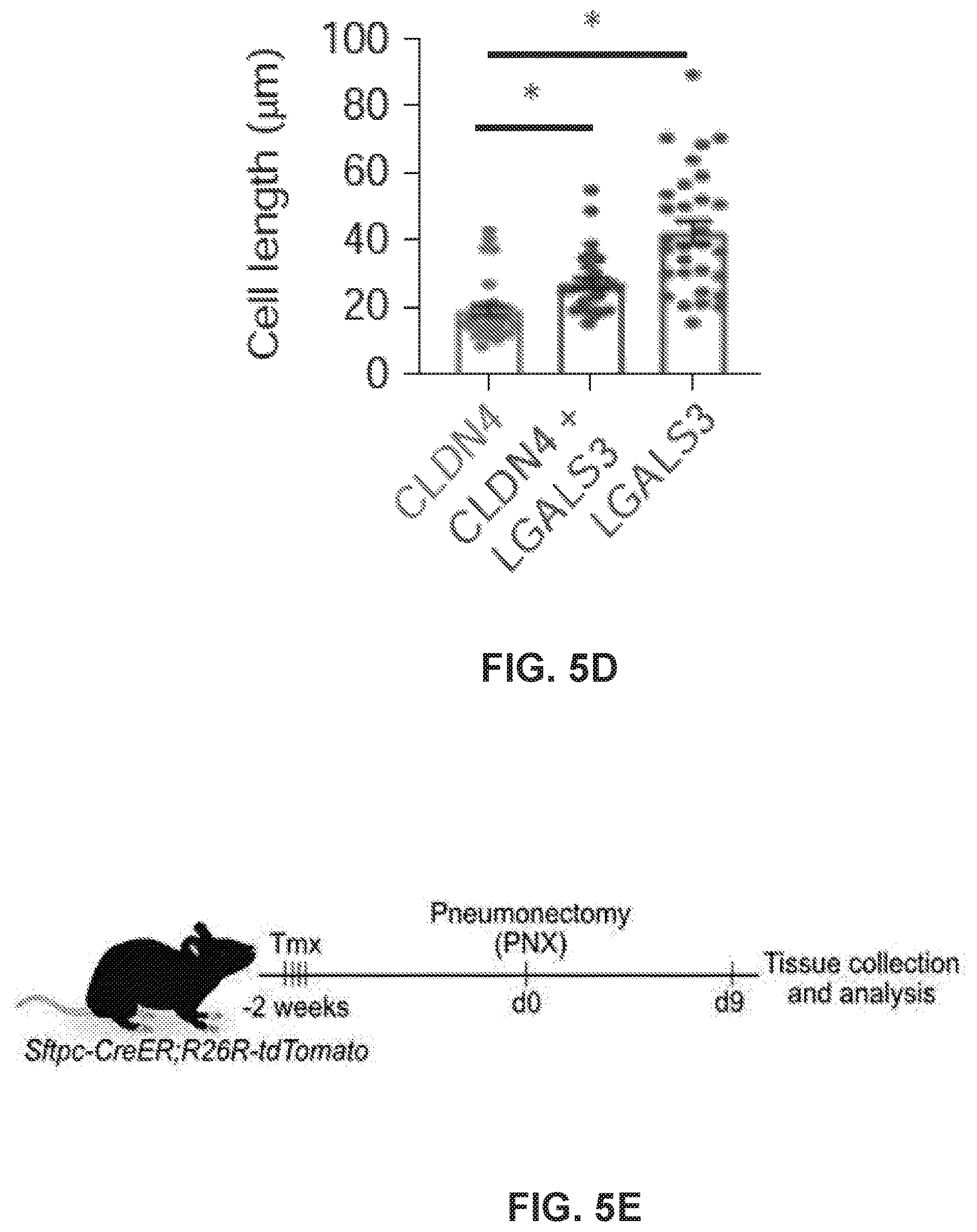 Patent US12613236 Figure 8 – Lung fibrosis model and methods of using the same