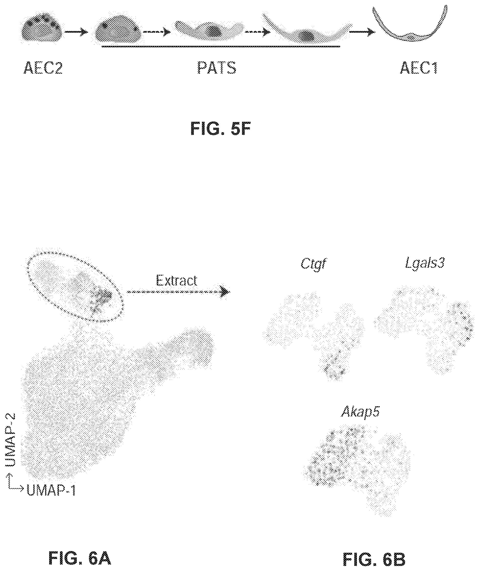 Patent US12613236 Figure 9 – Lung fibrosis model and methods of using the same