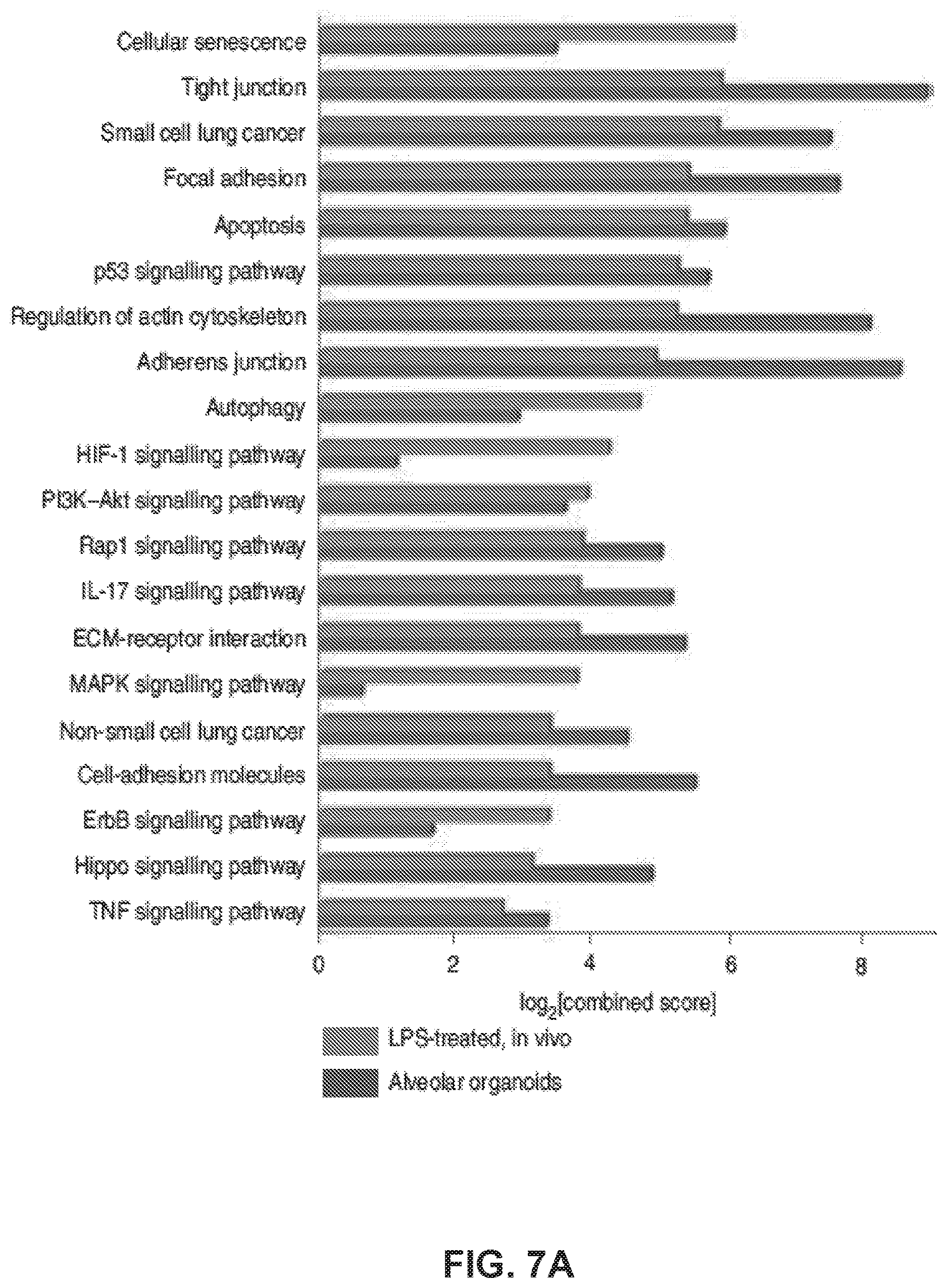 Patent US12613236 Figure 13 – Lung fibrosis model and methods of using the same