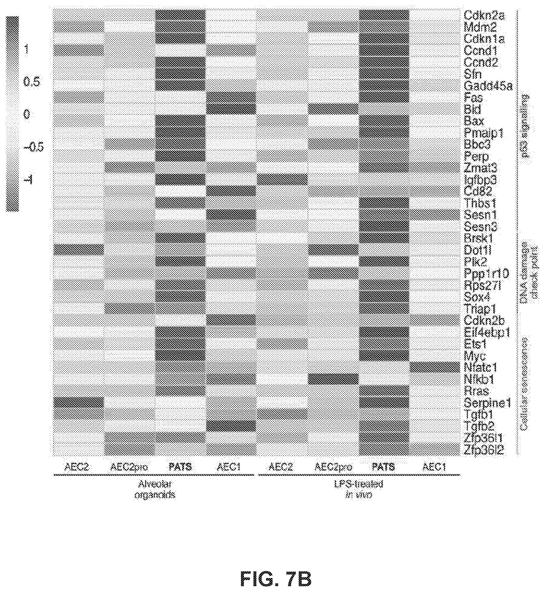 Patent US12613236 Figure 14 – Lung fibrosis model and methods of using the same