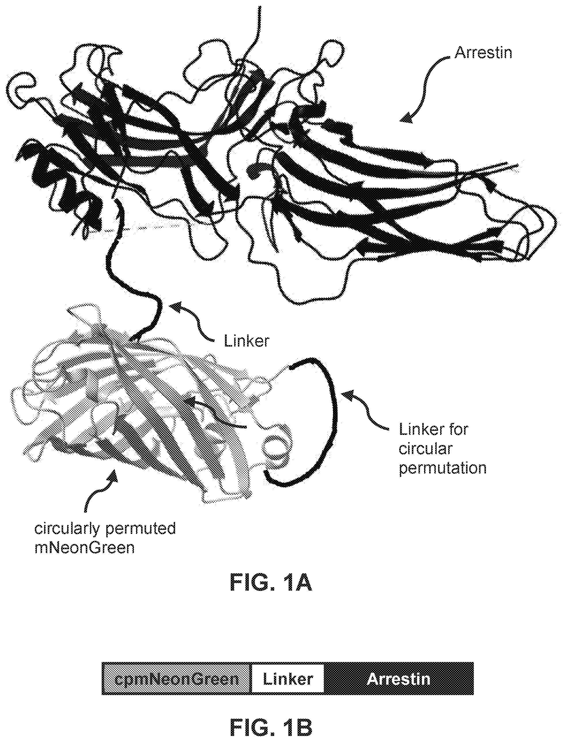 Patent US12613237 Figure 1 – Biosensors for detecting arrestin signaling
