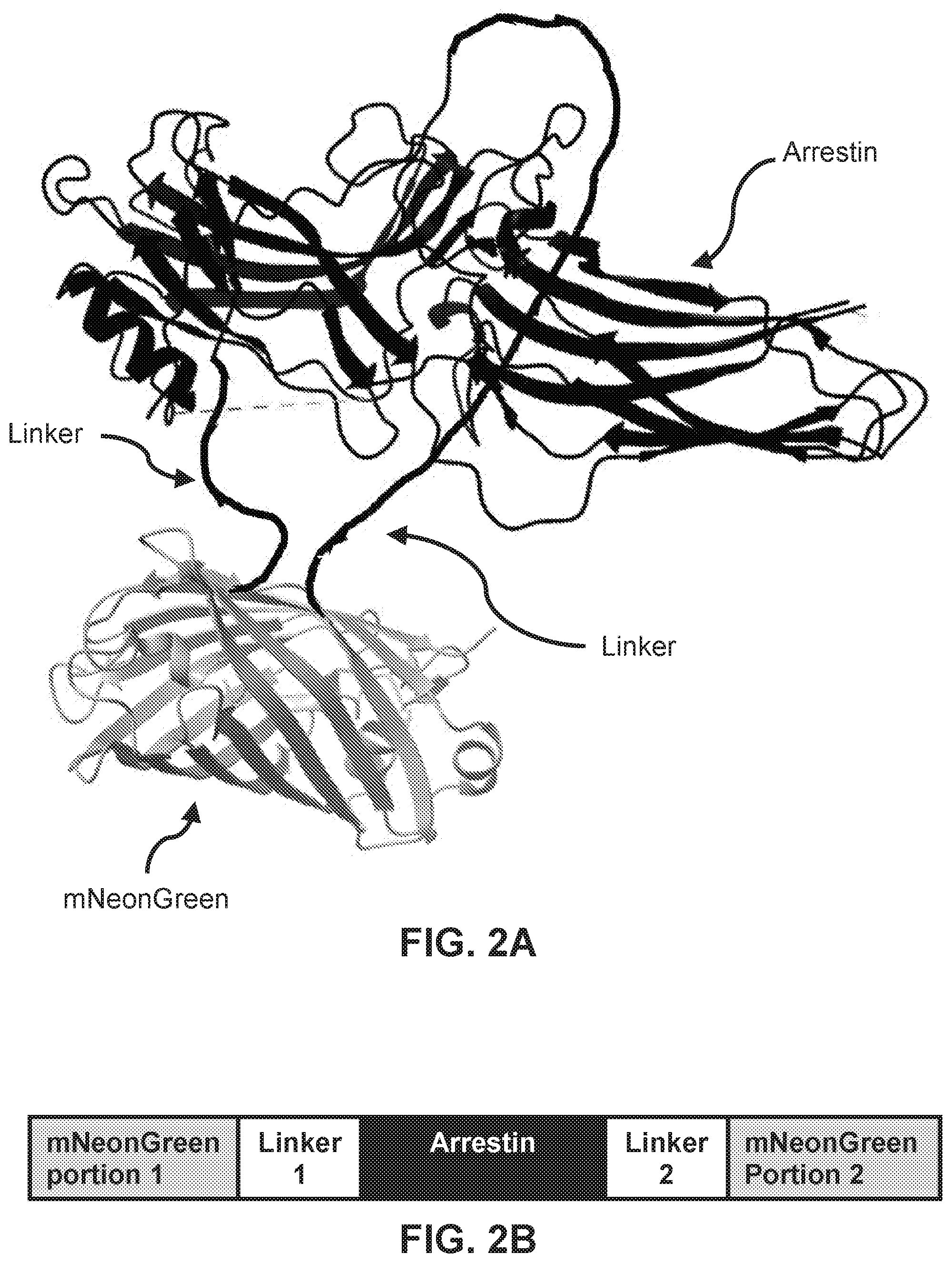 Patent US12613237 Figure 2 – Biosensors for detecting arrestin signaling