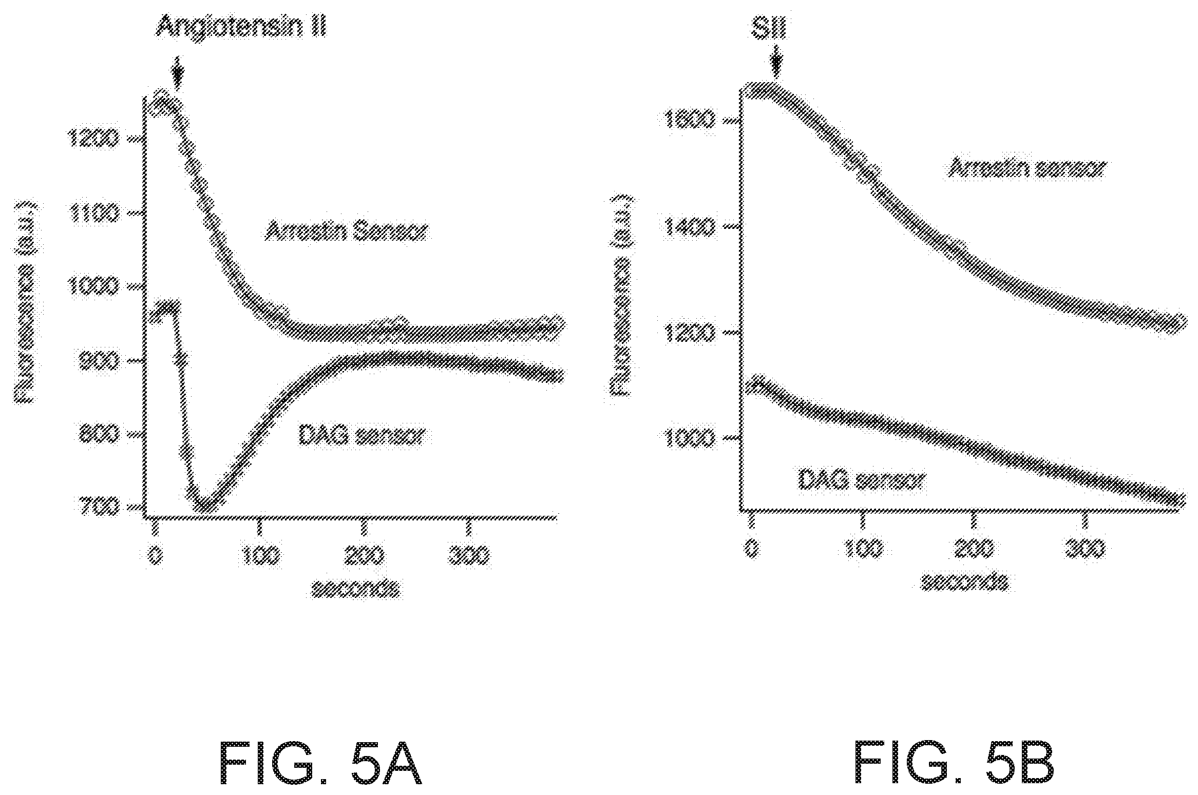 Patent US12613237 Figure 6 – Biosensors for detecting arrestin signaling