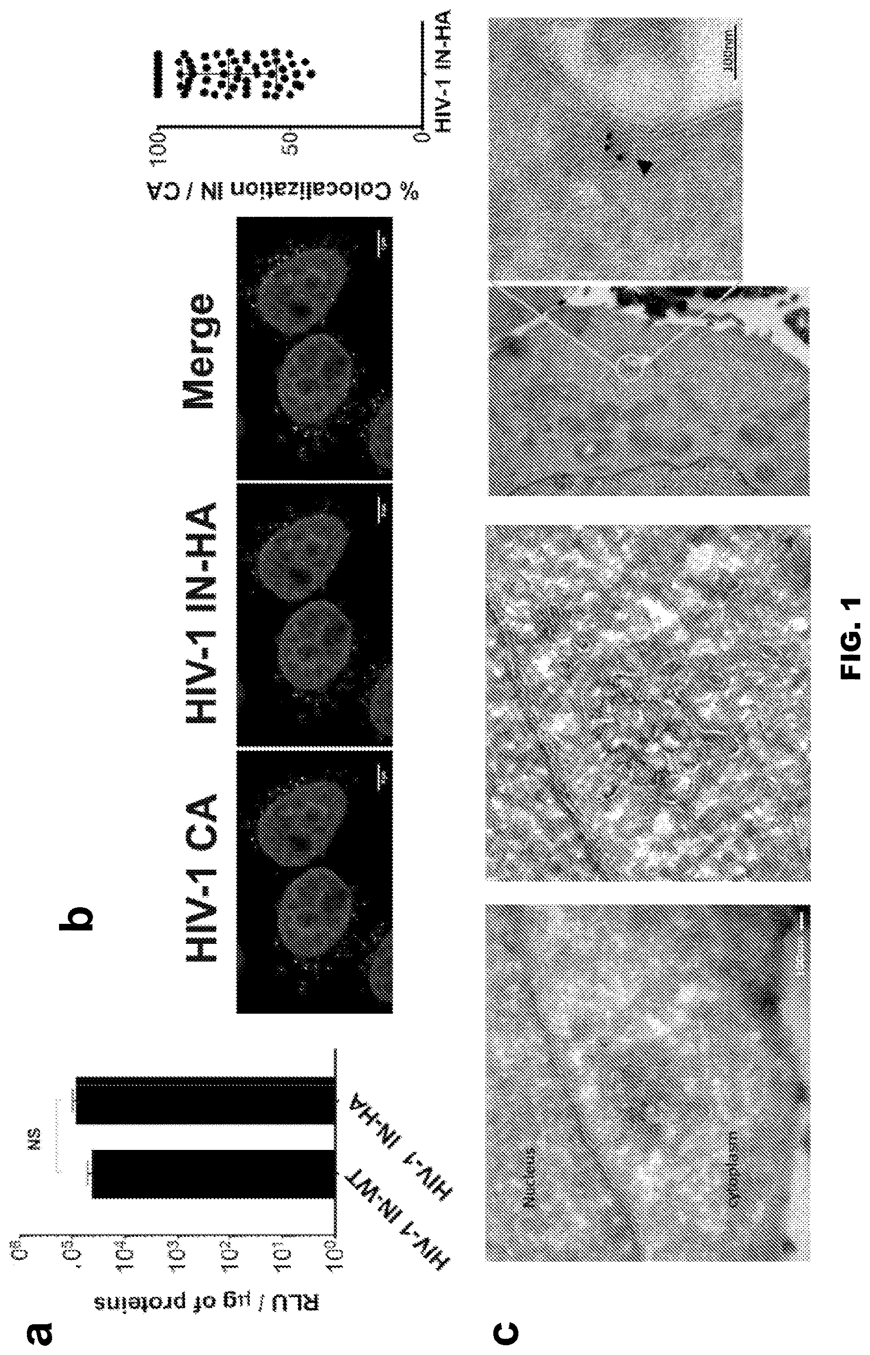 Patent US12613239 Figure 1 – Live imaging system to visualize the retro-transcribed viral DNA genome