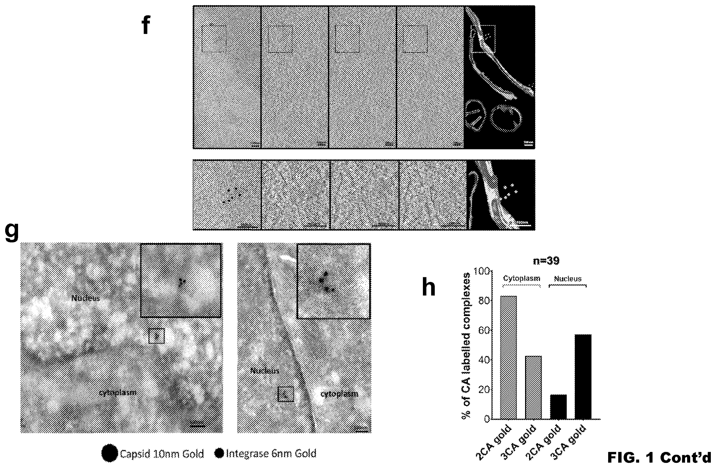 Patent US12613239 Figure 3 – Live imaging system to visualize the retro-transcribed viral DNA genome
