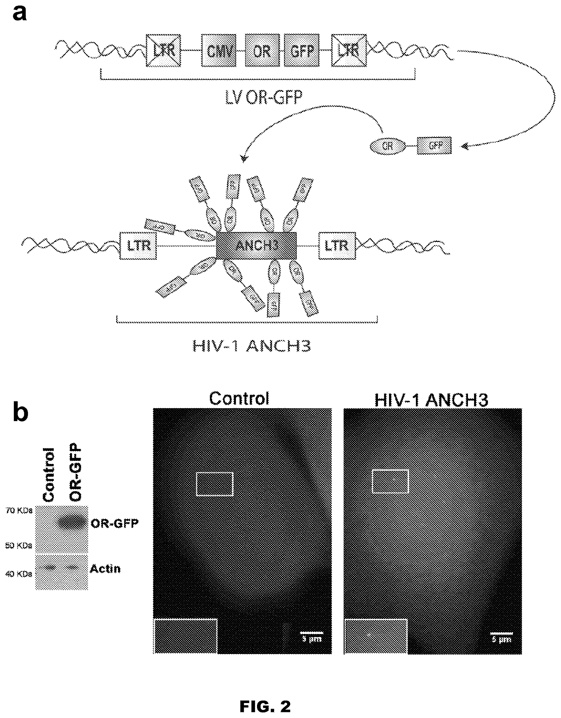Patent US12613239 Figure 4 – Live imaging system to visualize the retro-transcribed viral DNA genome