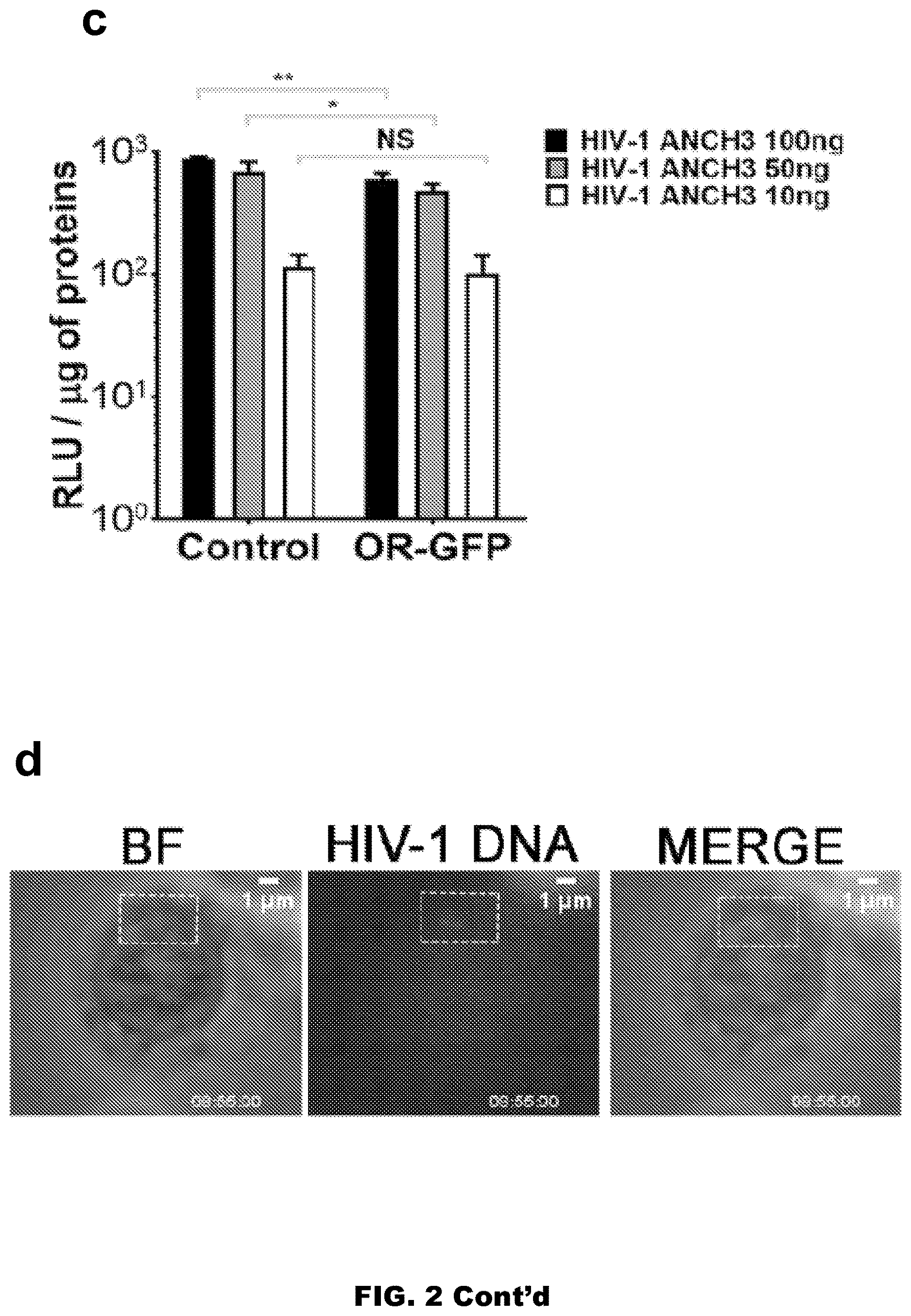 Patent US12613239 Figure 5 – Live imaging system to visualize the retro-transcribed viral DNA genome