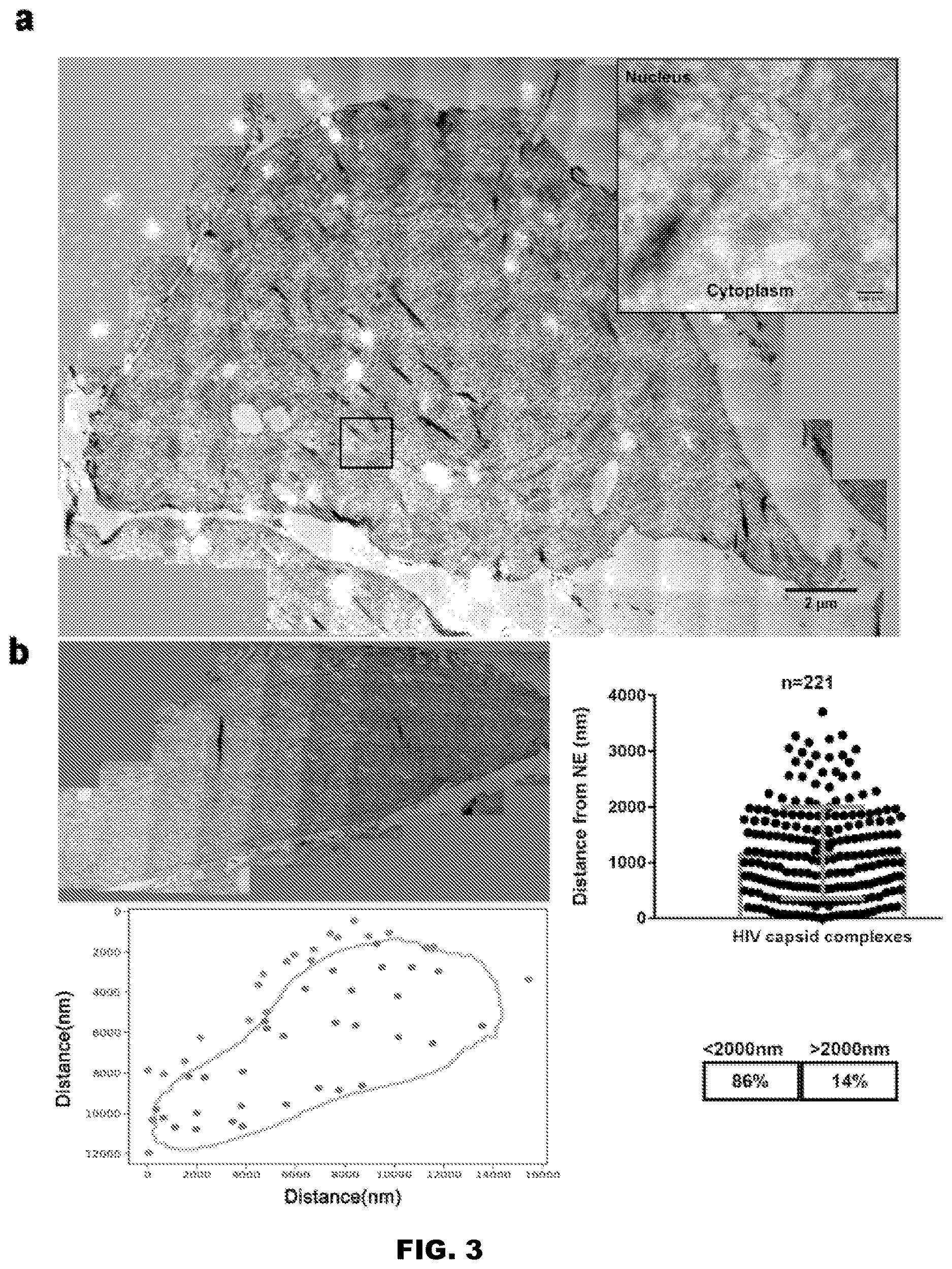 Patent US12613239 Figure 6 – Live imaging system to visualize the retro-transcribed viral DNA genome