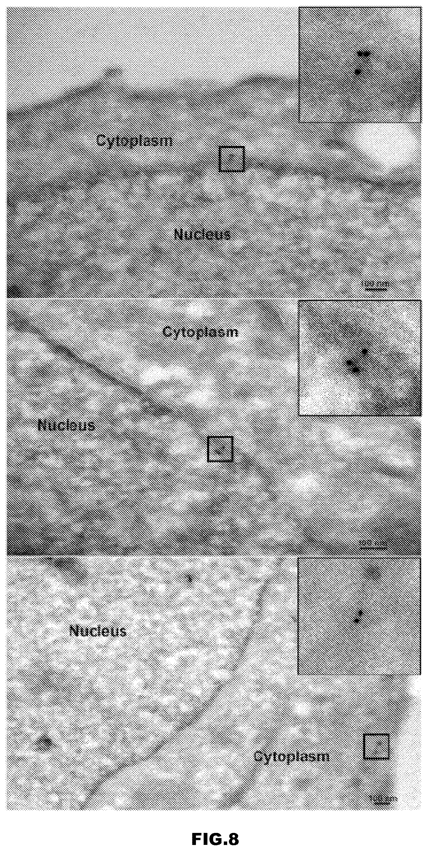 Patent US12613239 Figure 13 – Live imaging system to visualize the retro-transcribed viral DNA genome