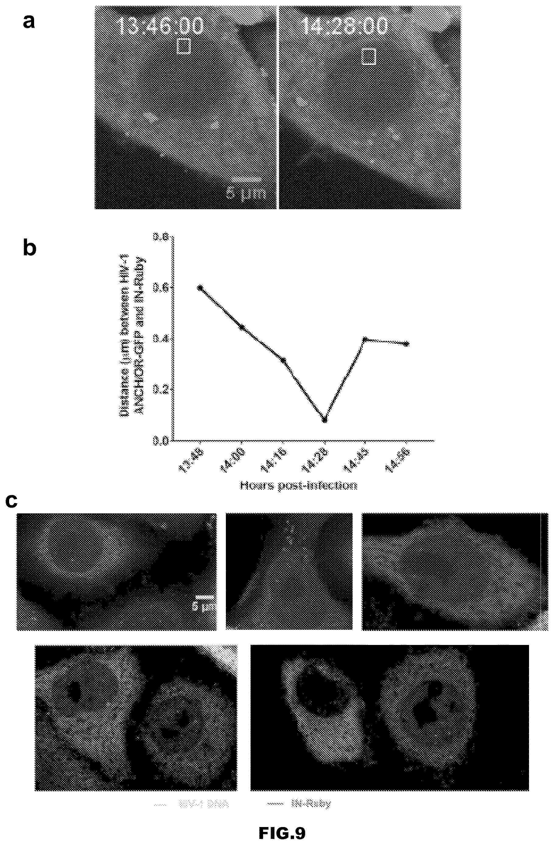 Patent US12613239 Figure 14 – Live imaging system to visualize the retro-transcribed viral DNA genome