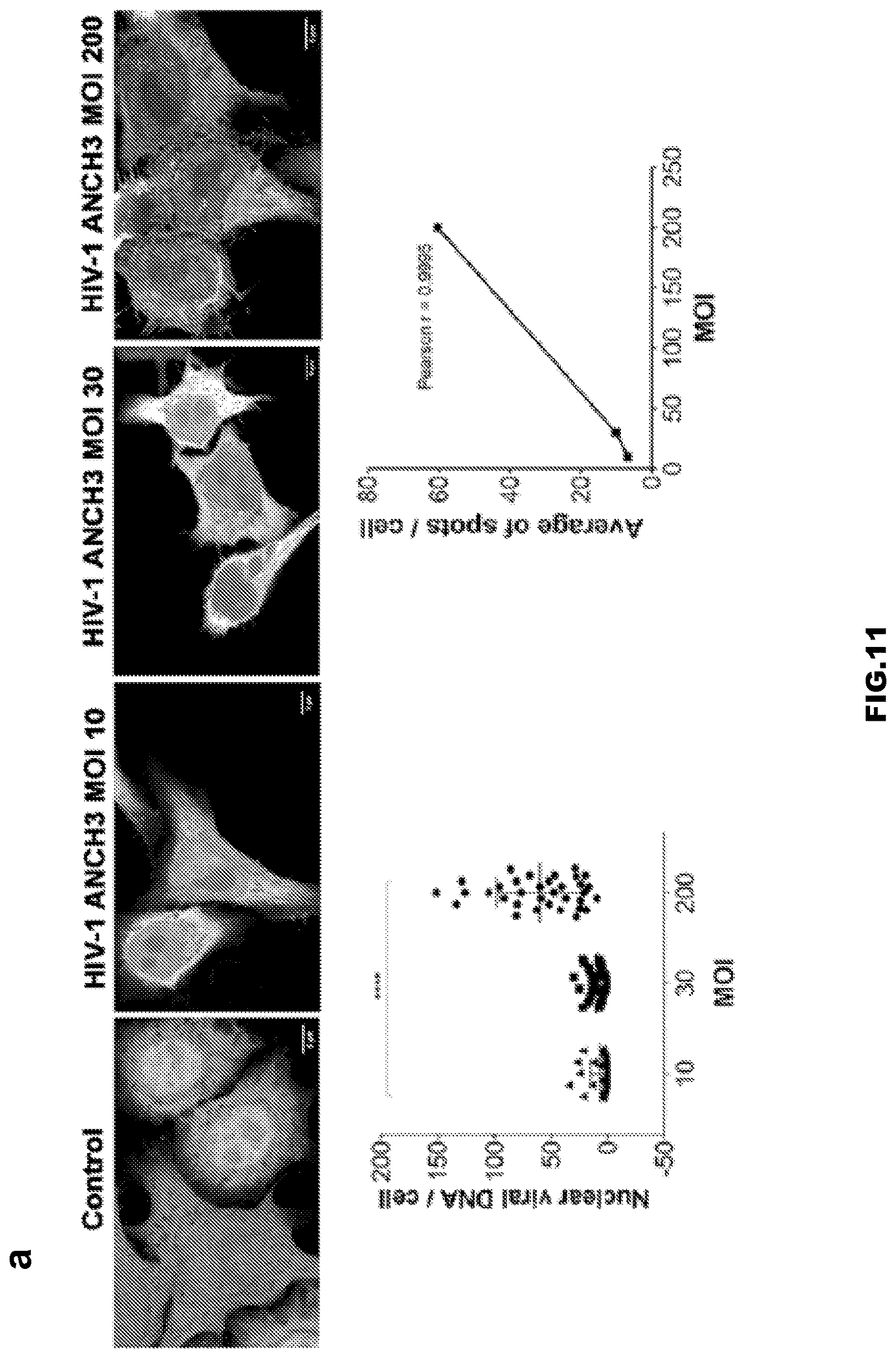 Patent US12613239 Figure 16 – Live imaging system to visualize the retro-transcribed viral DNA genome