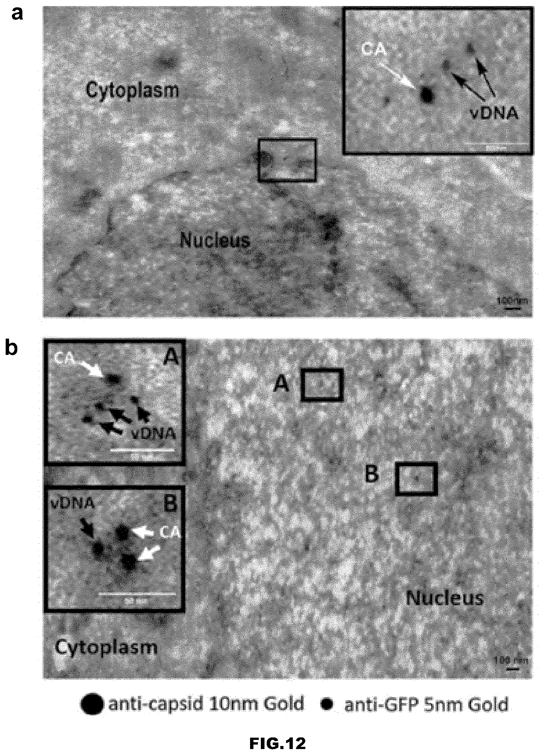 Patent US12613239 Figure 18 – Live imaging system to visualize the retro-transcribed viral DNA genome