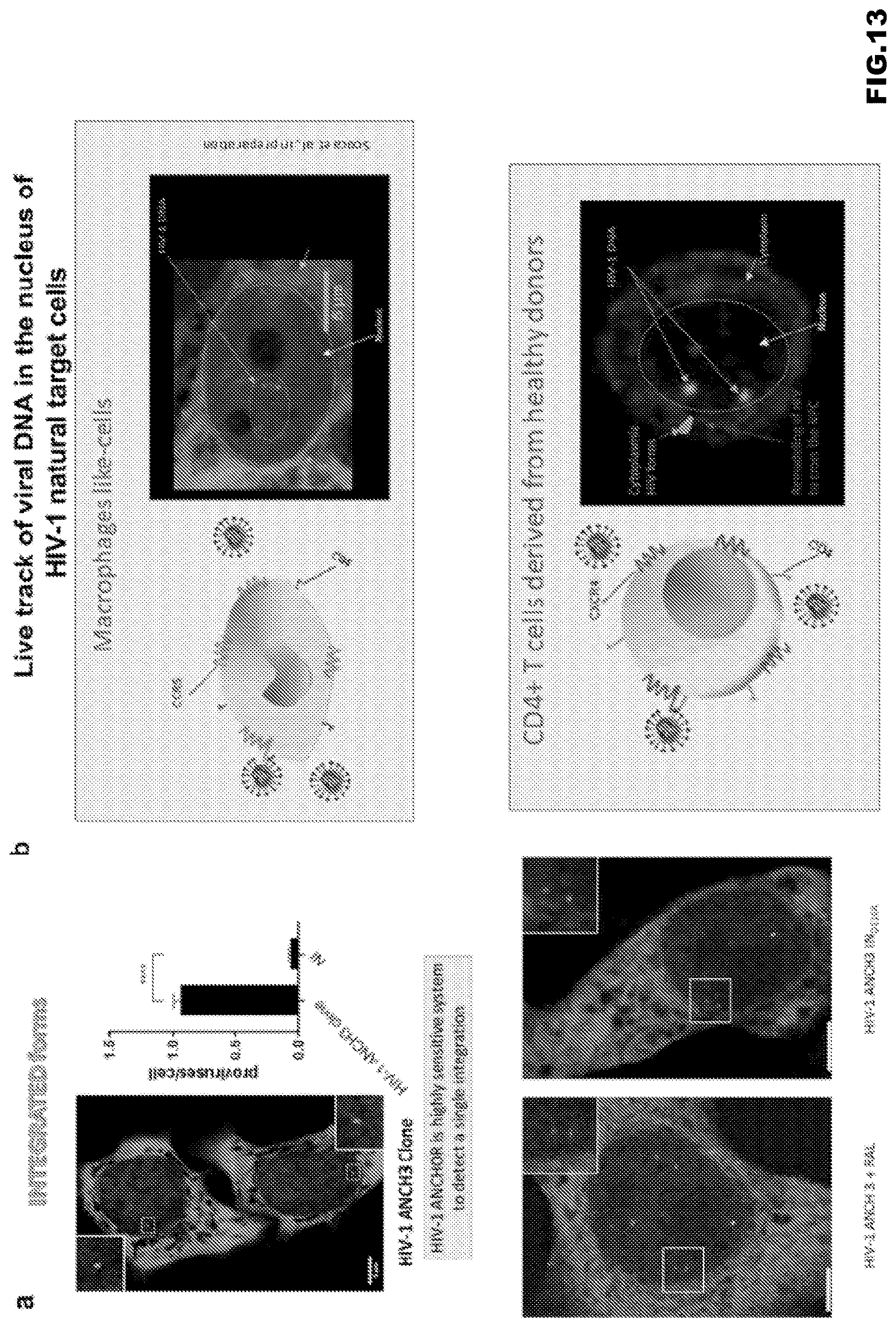 Patent US12613239 Figure 19 – Live imaging system to visualize the retro-transcribed viral DNA genome