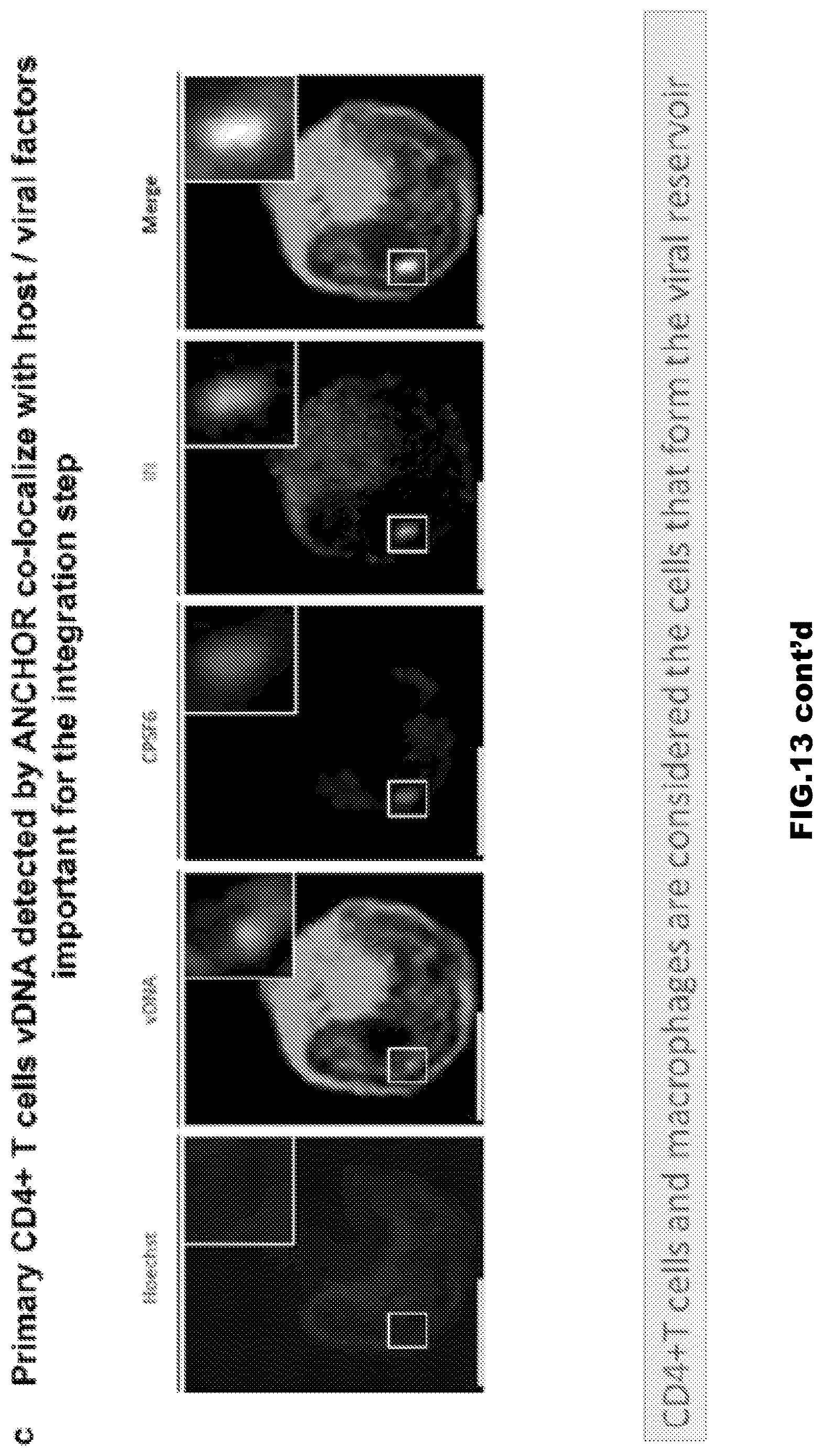 Patent US12613239 Figure 20 – Live imaging system to visualize the retro-transcribed viral DNA genome