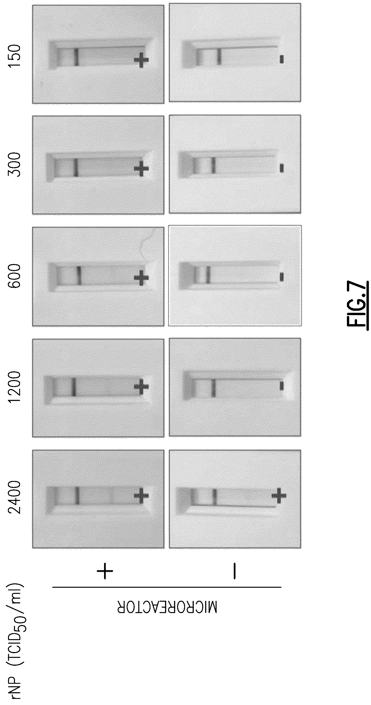 Patent US12613242 Figure 12 – Diagnostic assay device having microreactor