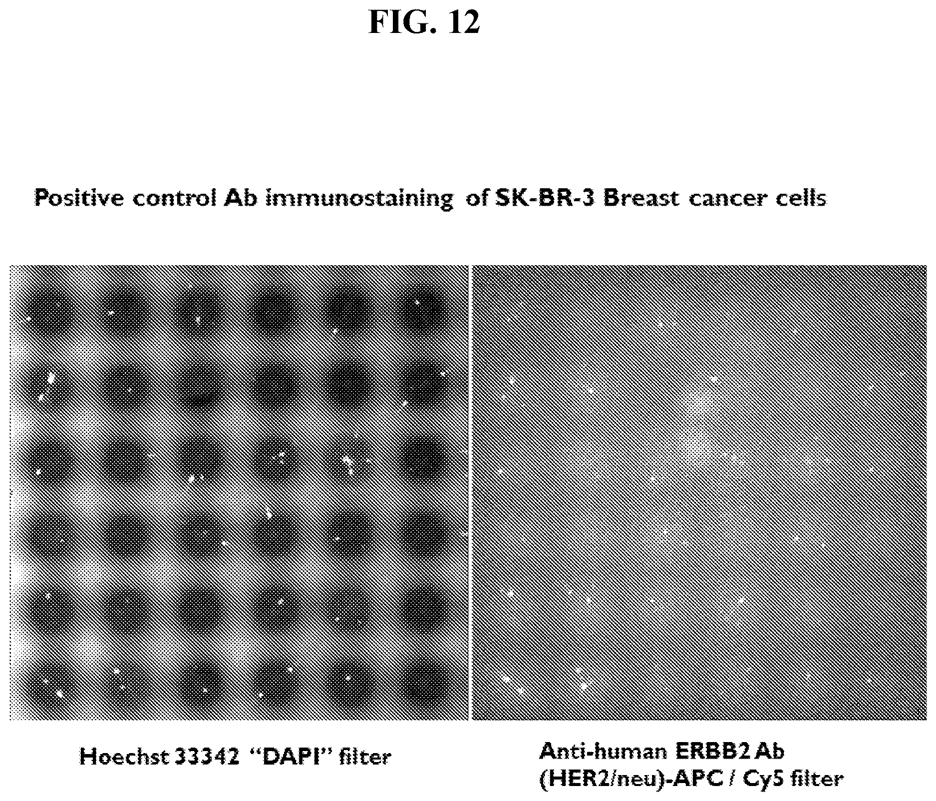 Patent US12613244 Figure 12 – Method for rapid accurate dispensing, visualization and analysis of single cells