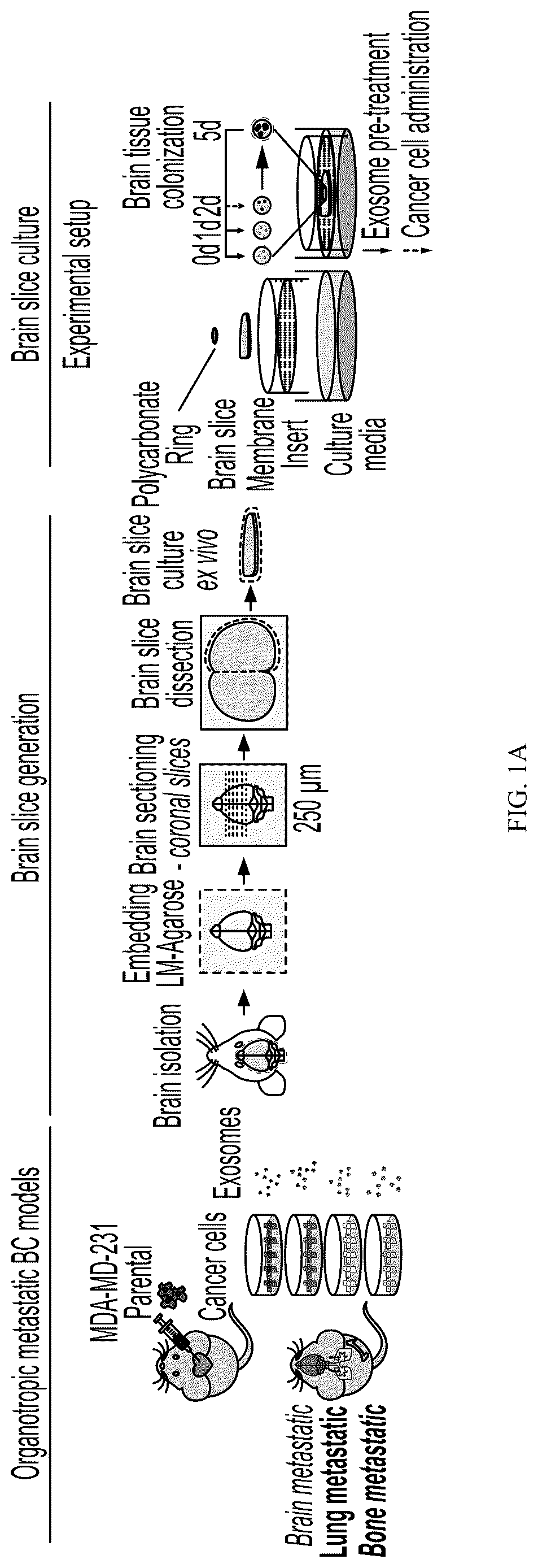 Patent US12613245 — Methods for detecting and inhibiting brain metastasis — Figure 1
