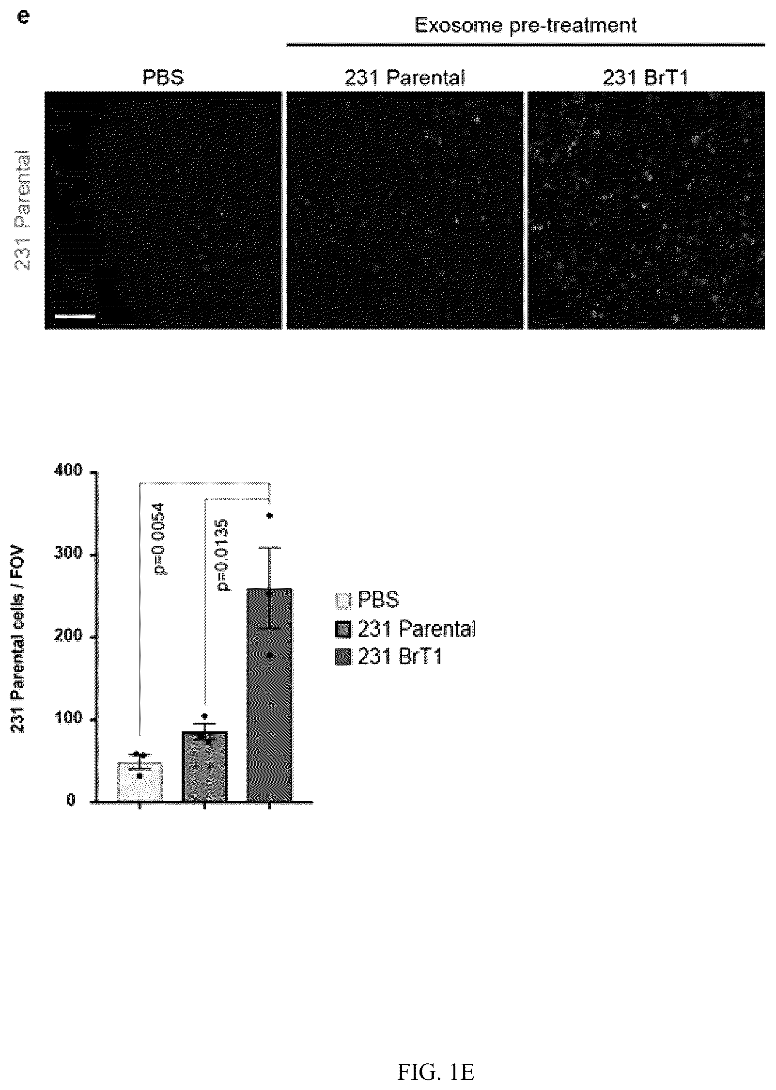 Patent US12613245 Figure 3 – Methods for detecting and inhibiting brain metastasis
