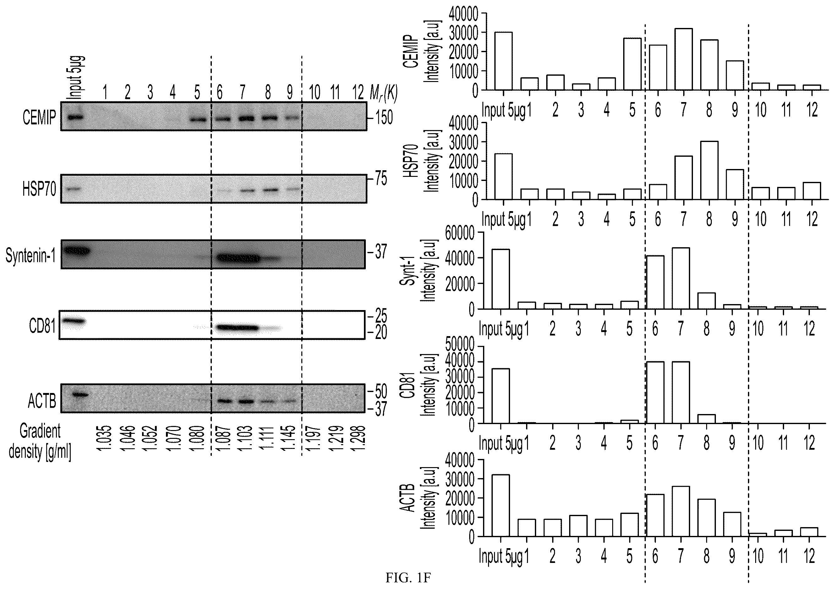 Patent US12613245 Figure 4 – Methods for detecting and inhibiting brain metastasis