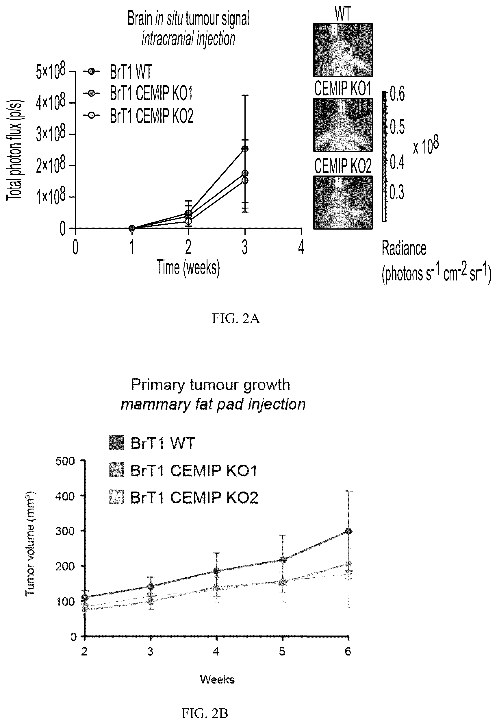 Patent US12613245 Figure 5 – Methods for detecting and inhibiting brain metastasis