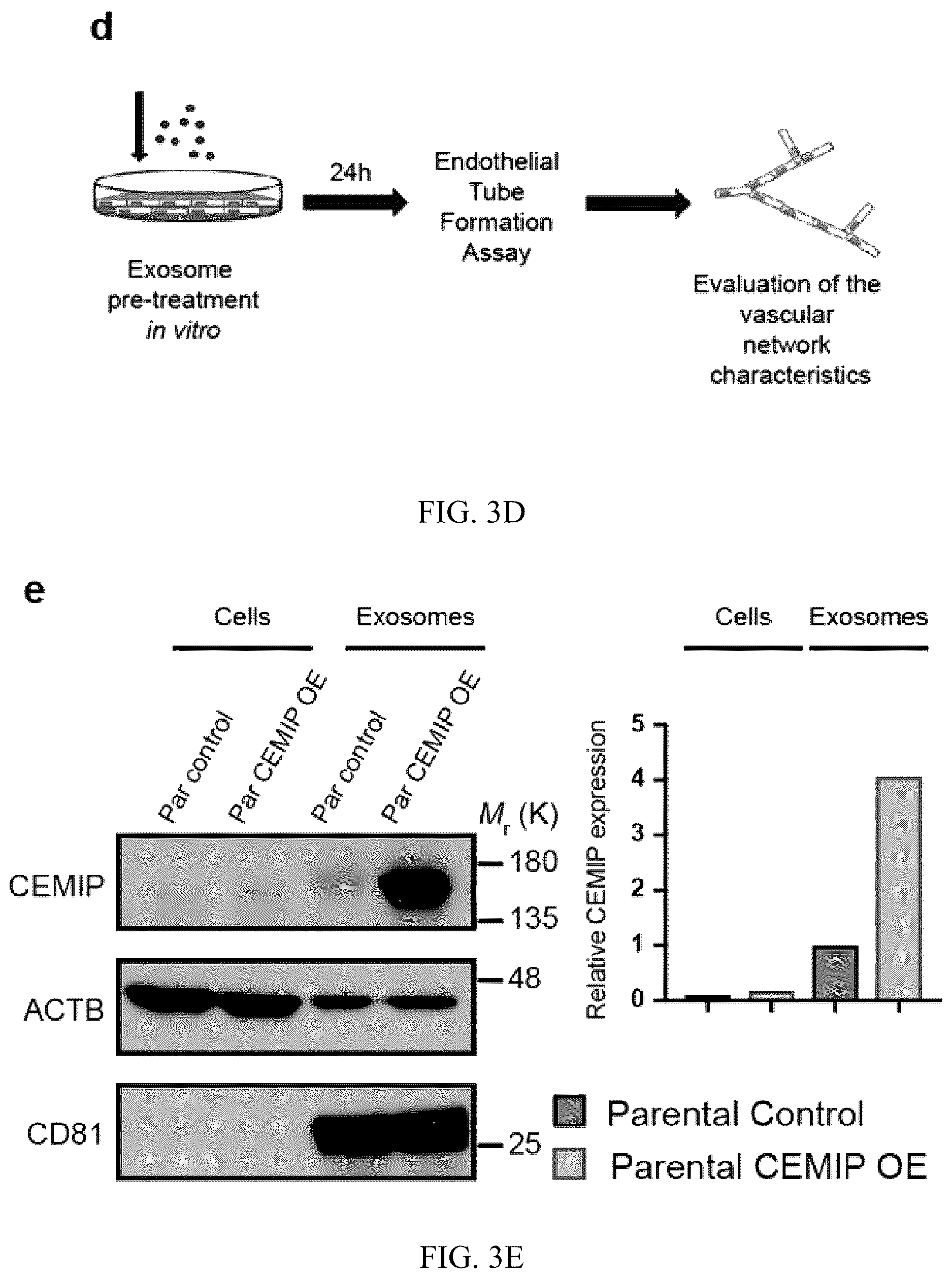 Patent US12613245 Figure 7 – Methods for detecting and inhibiting brain metastasis