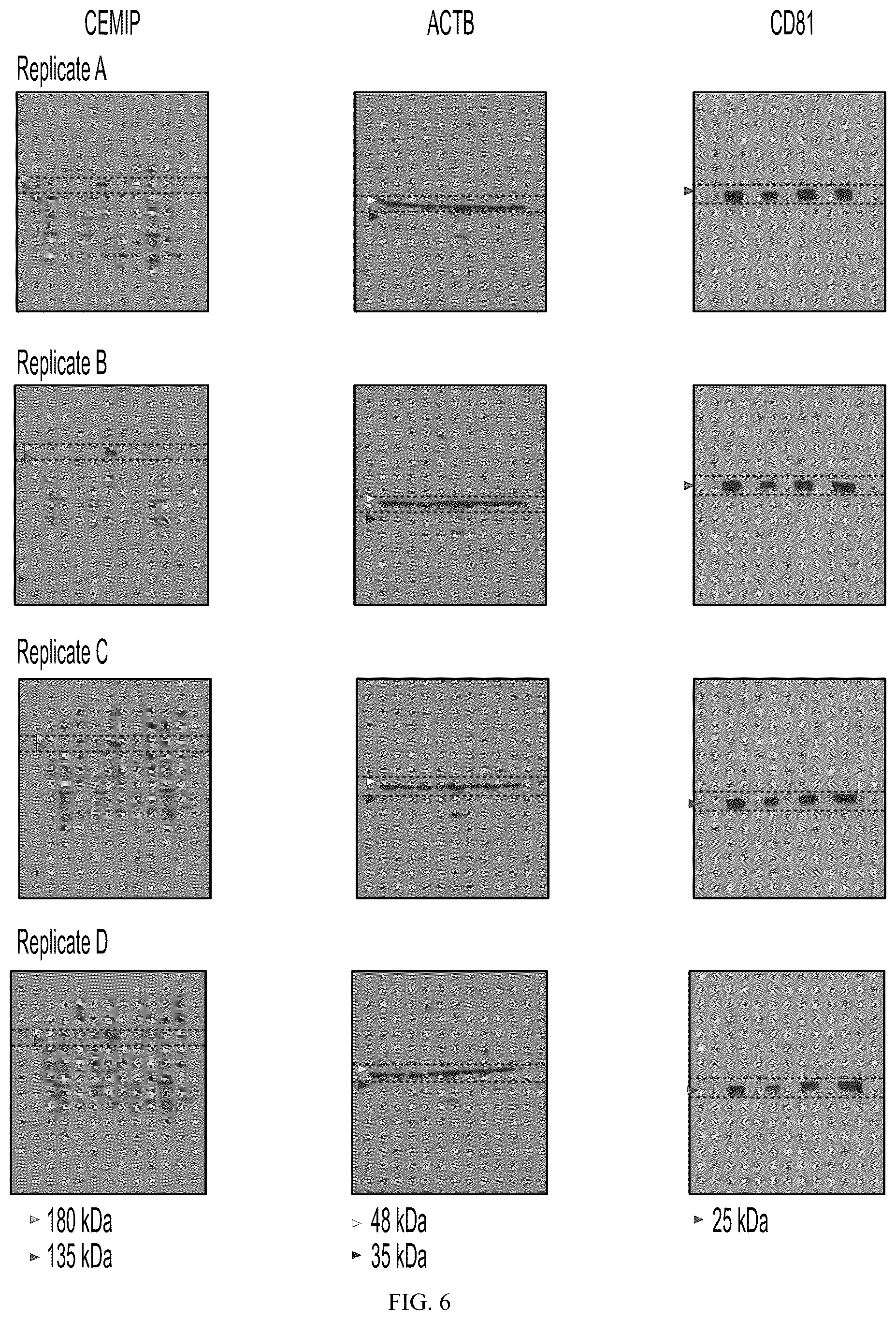 Patent US12613245 Figure 16 – Methods for detecting and inhibiting brain metastasis