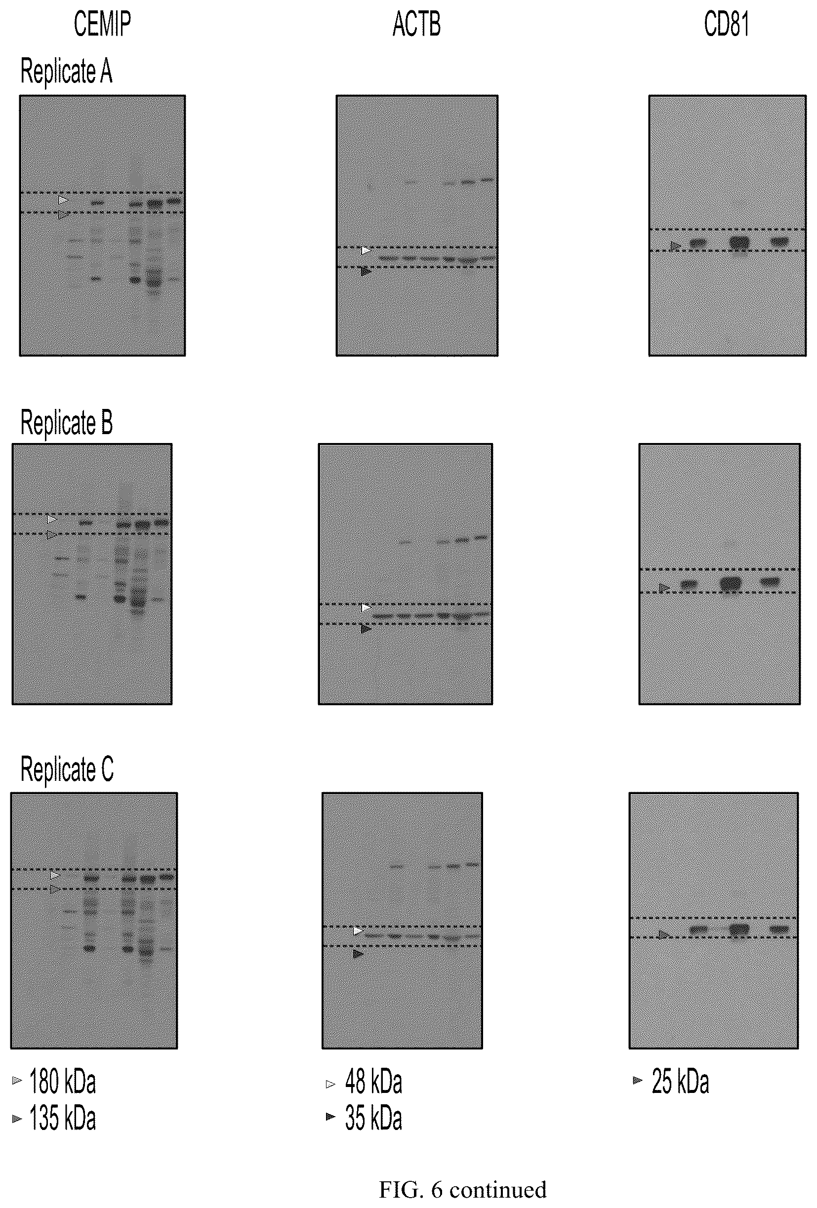 Patent US12613245 Figure 17 – Methods for detecting and inhibiting brain metastasis