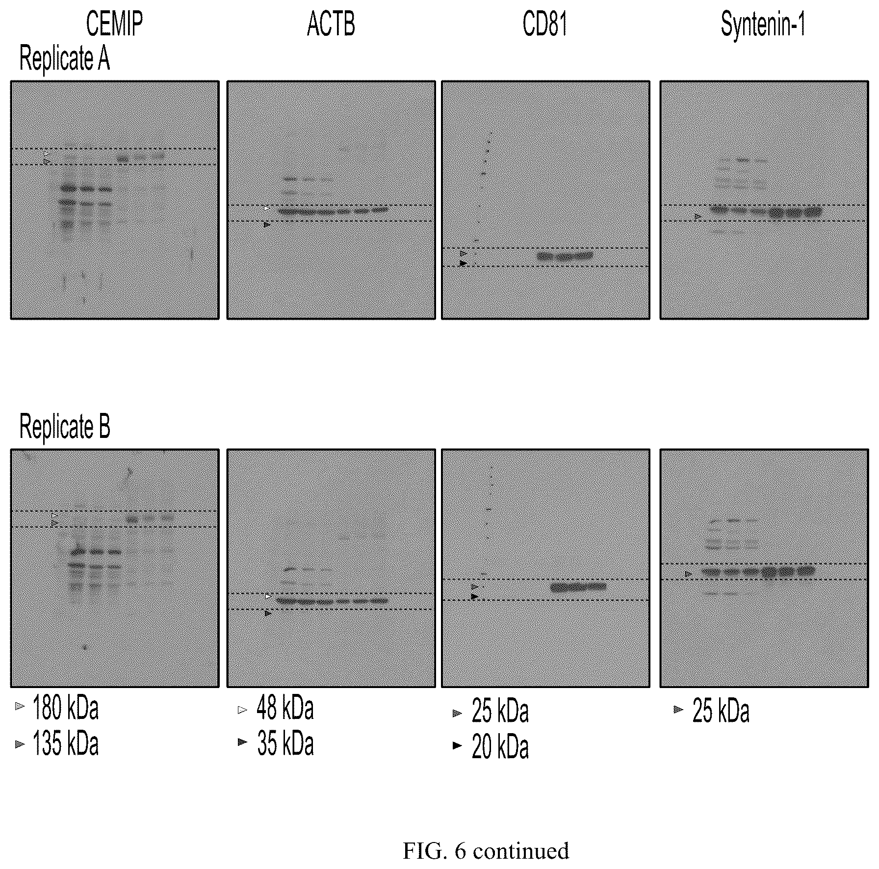 Patent US12613245 Figure 20 – Methods for detecting and inhibiting brain metastasis