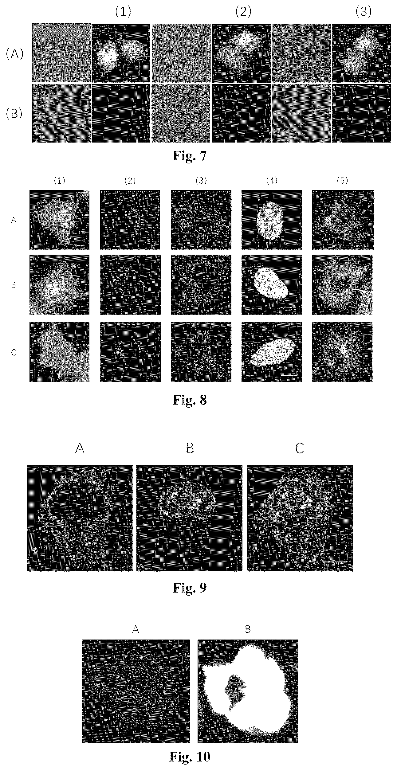 Patent US12613246 Figure 4 – Fluorescent probe and protein labeling method