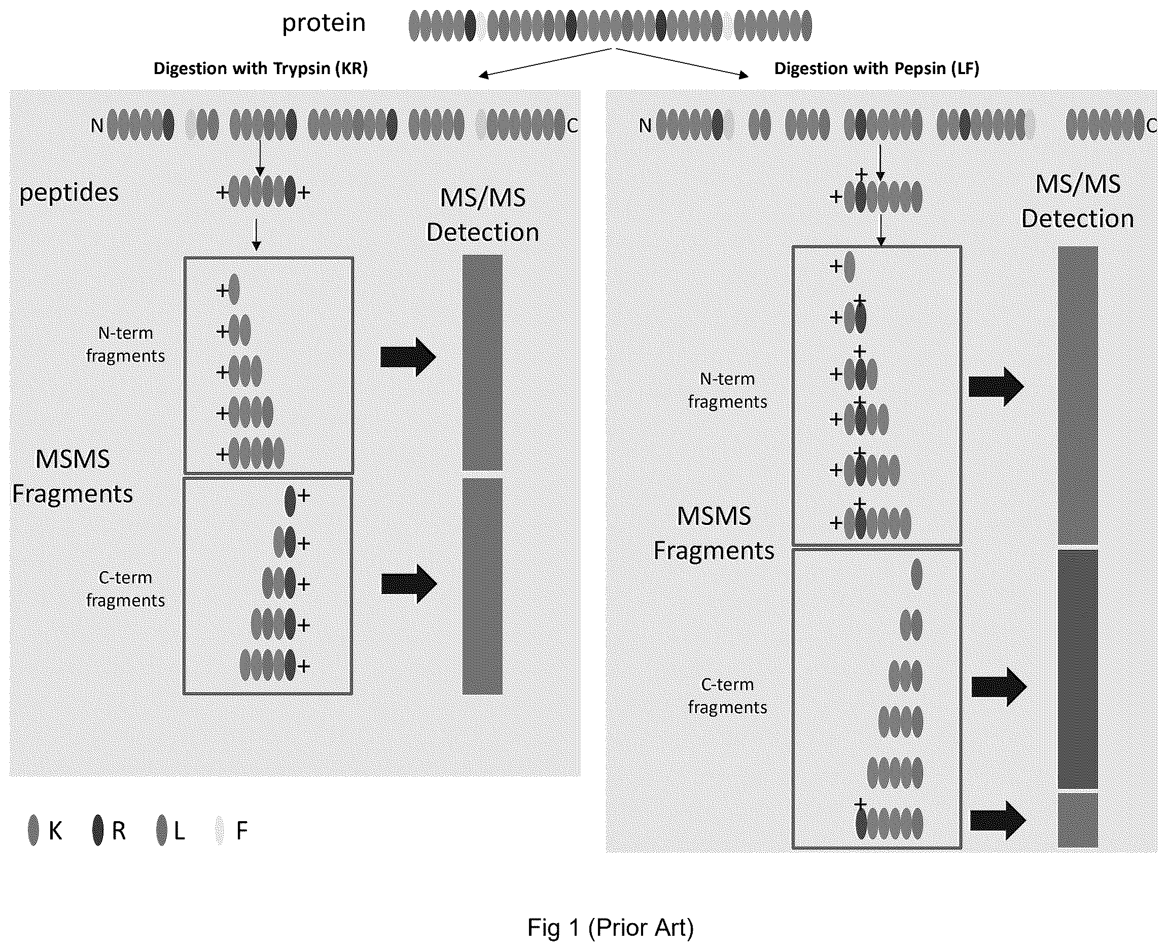 Patent US12613247 Figure 1 – Labelling method to distinguish isobaric amino acids and amino acid combinations