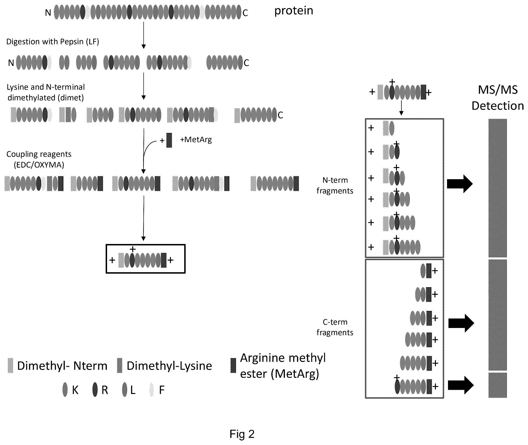 Patent US12613247 Figure 2 – Labelling method to distinguish isobaric amino acids and amino acid combinations