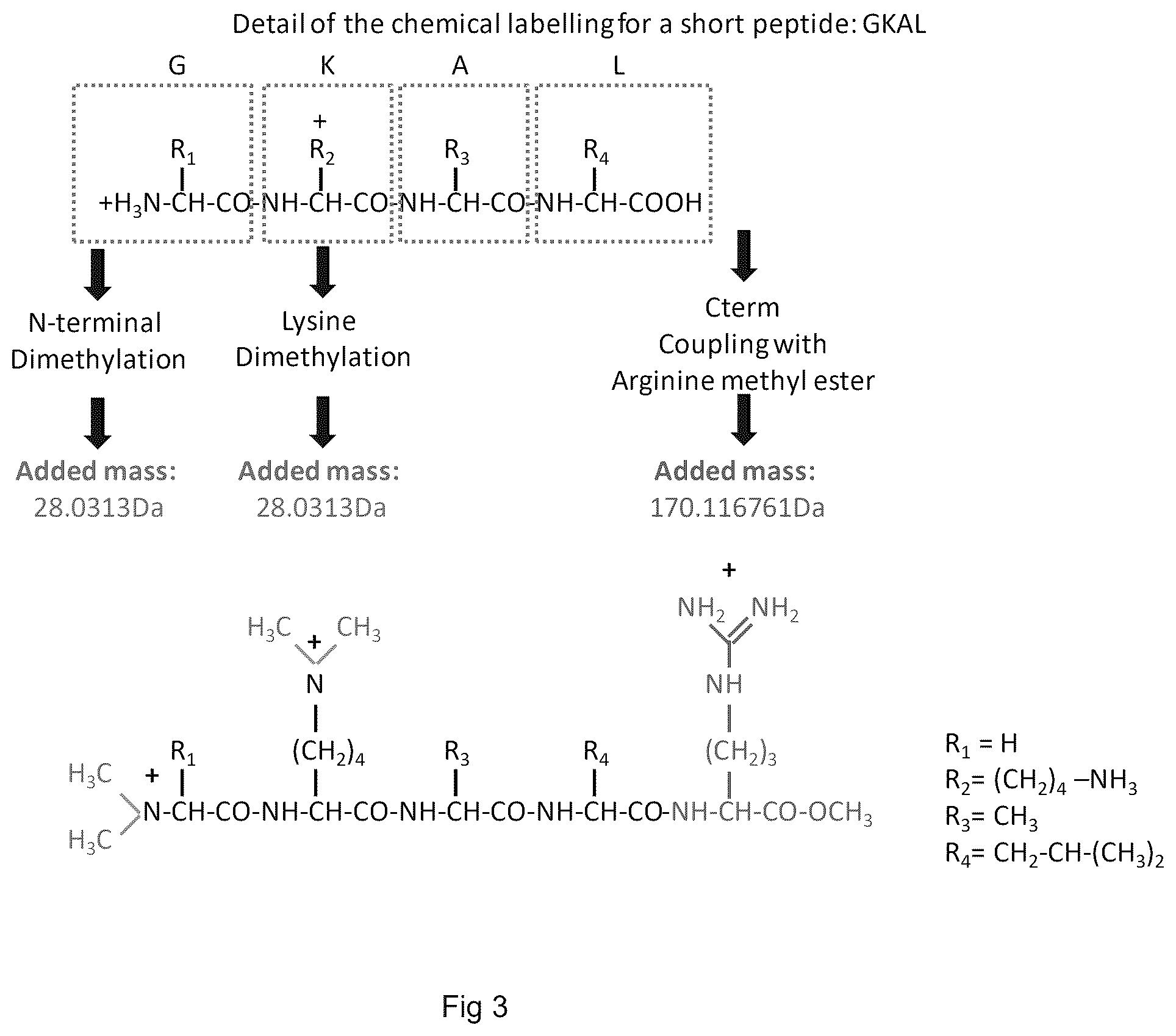Patent US12613247 Figure 3 – Labelling method to distinguish isobaric amino acids and amino acid combinations