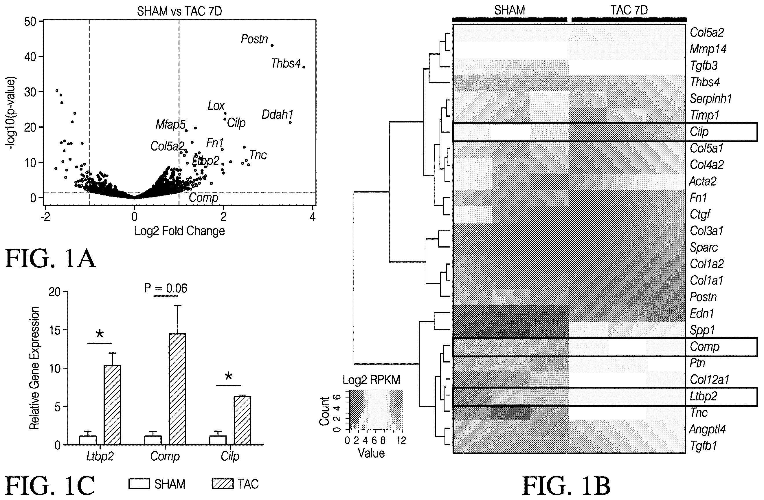 Patent US12613248 Figure 1 – Full-length CILP as a biomarker for cardiac fibrosis