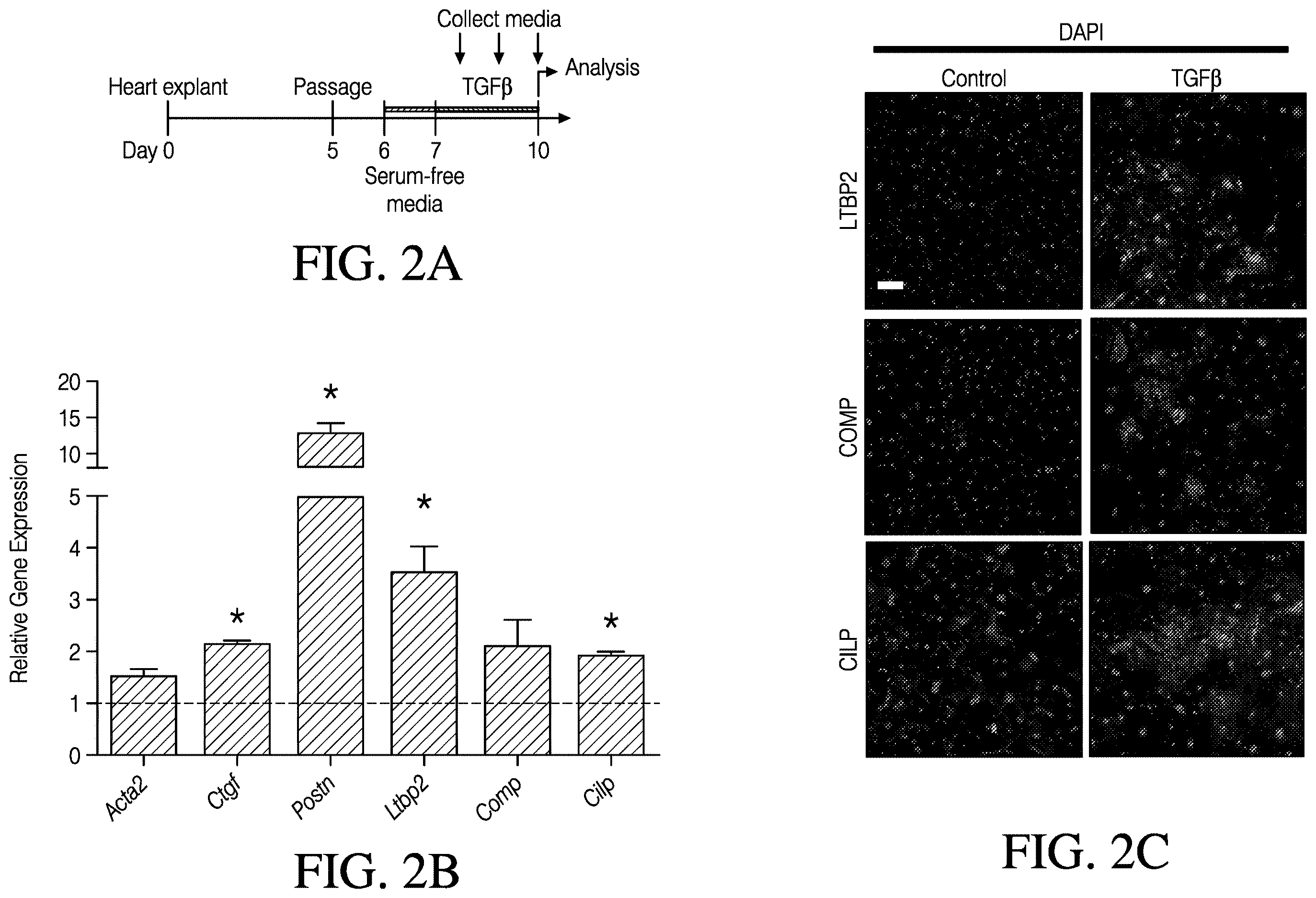 Patent US12613248 Figure 2 – Full-length CILP as a biomarker for cardiac fibrosis