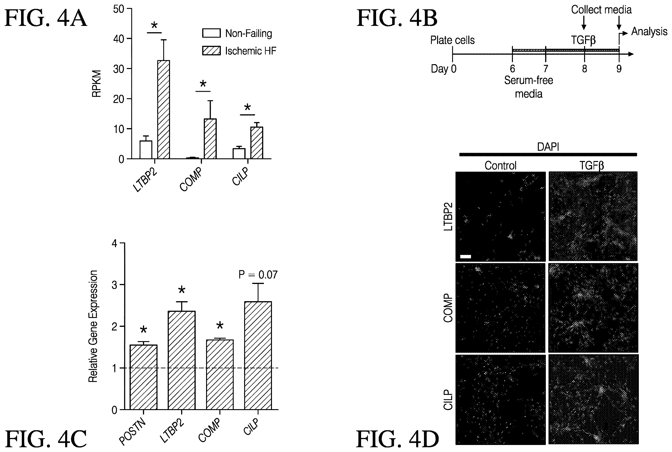 Patent US12613248 Figure 4 – Full-length CILP as a biomarker for cardiac fibrosis