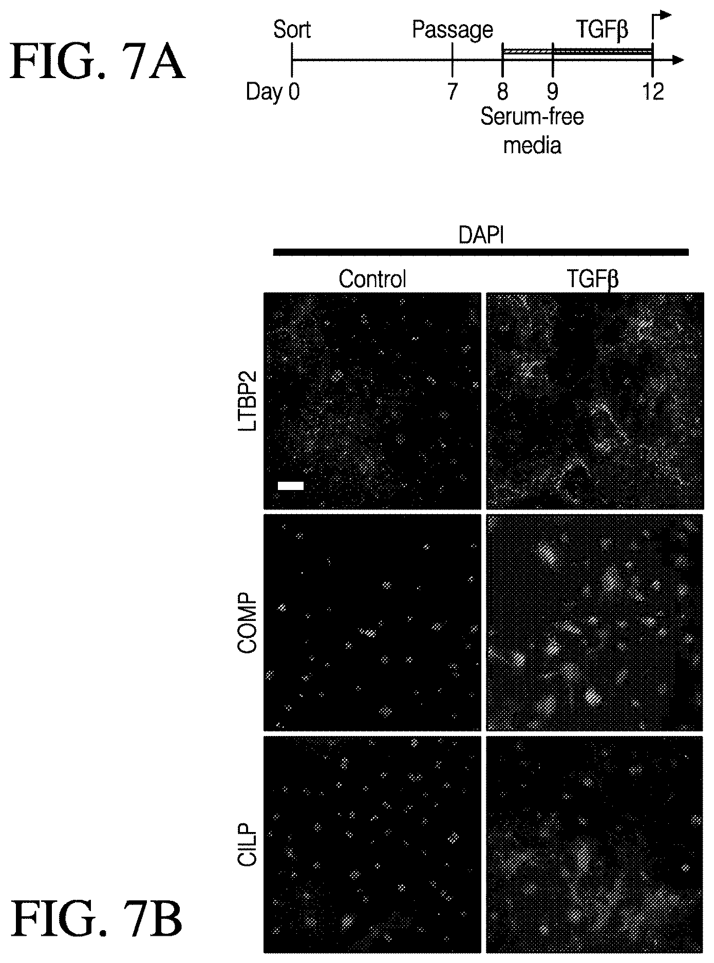 Patent US12613248 Figure 7 – Full-length CILP as a biomarker for cardiac fibrosis